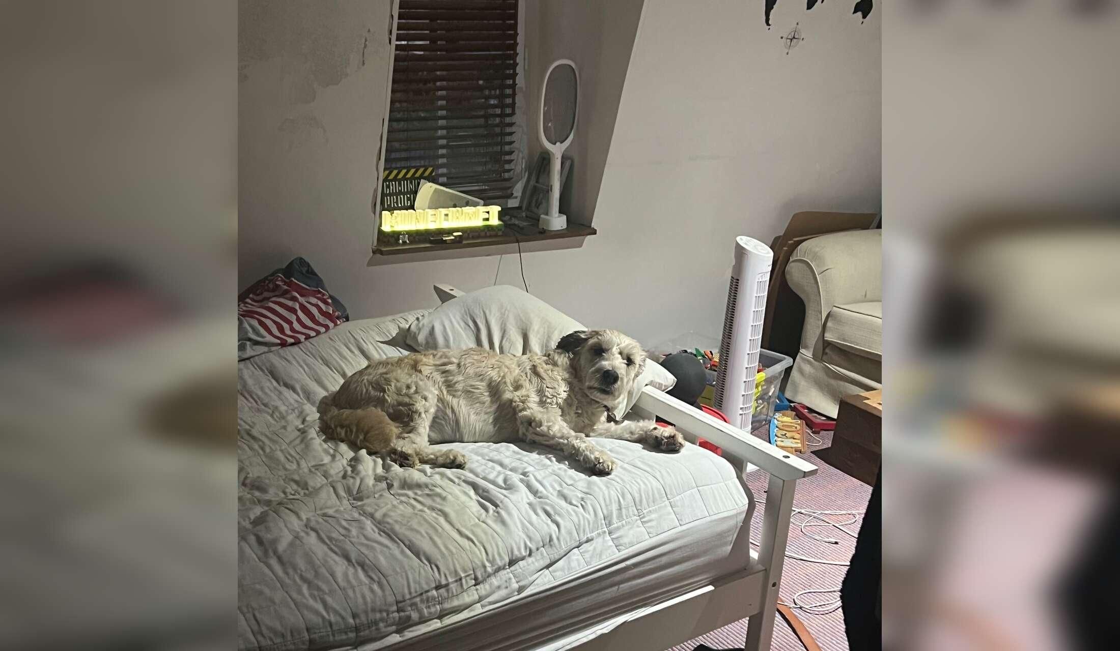 Animal sitter for Carennac in Feb 2026 - Image 7