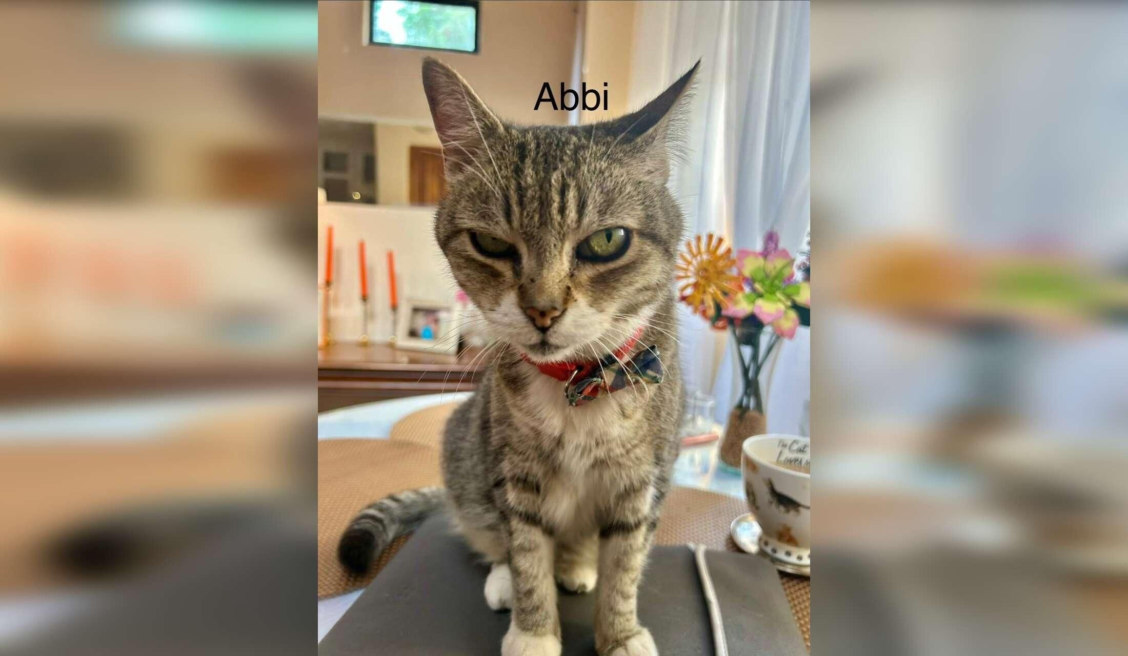 Interviewing for cat sitter - Image 2
