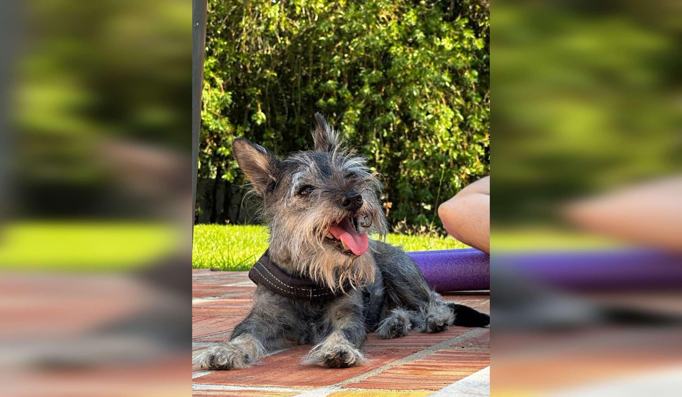 A Sweet Senior Dog & Seaside Life in Setúbal