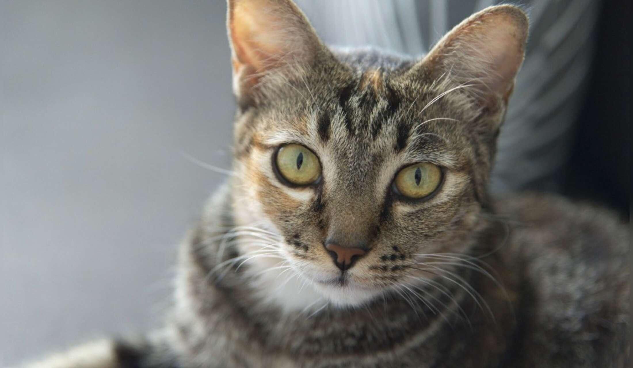 Cat lovers needed for beachfront condo - Image 2