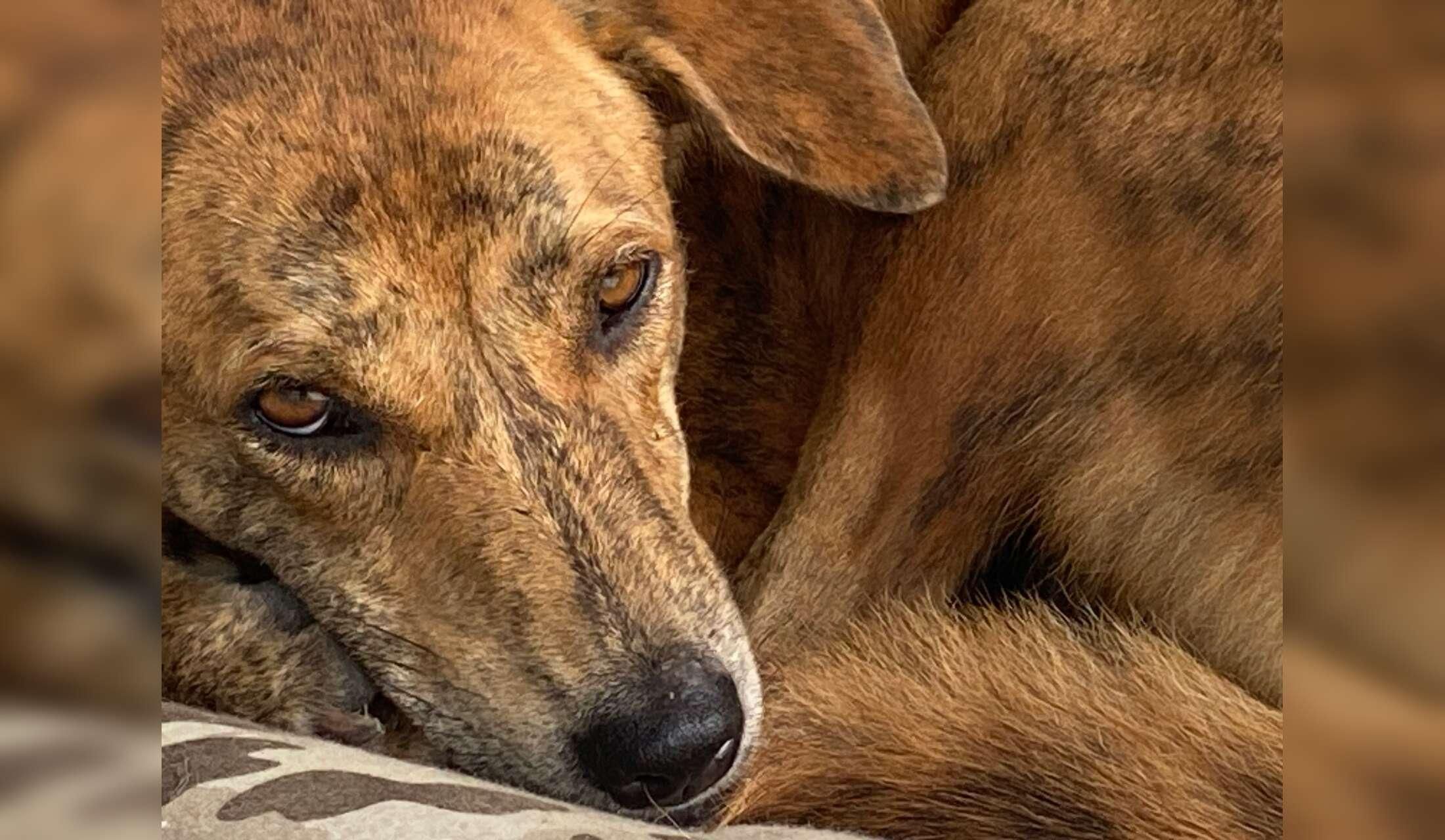 I’m looking for a kind, trustworthy, and responsible person to lovingly take care of my three dogs in Bali while I’m away - Image 4