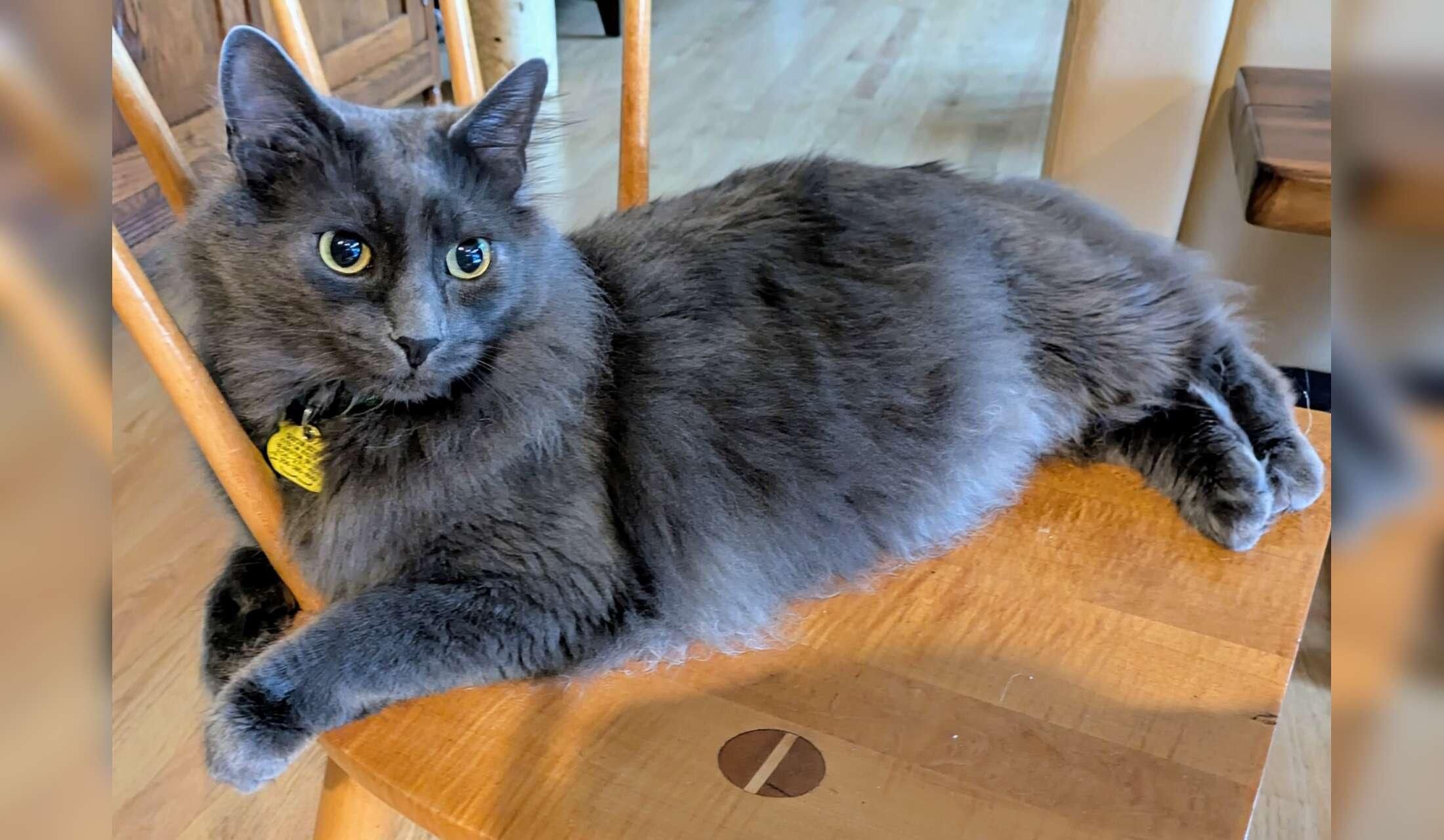 Catloving housesitter needed for 17 days in Portland Oregon Area - Image 3