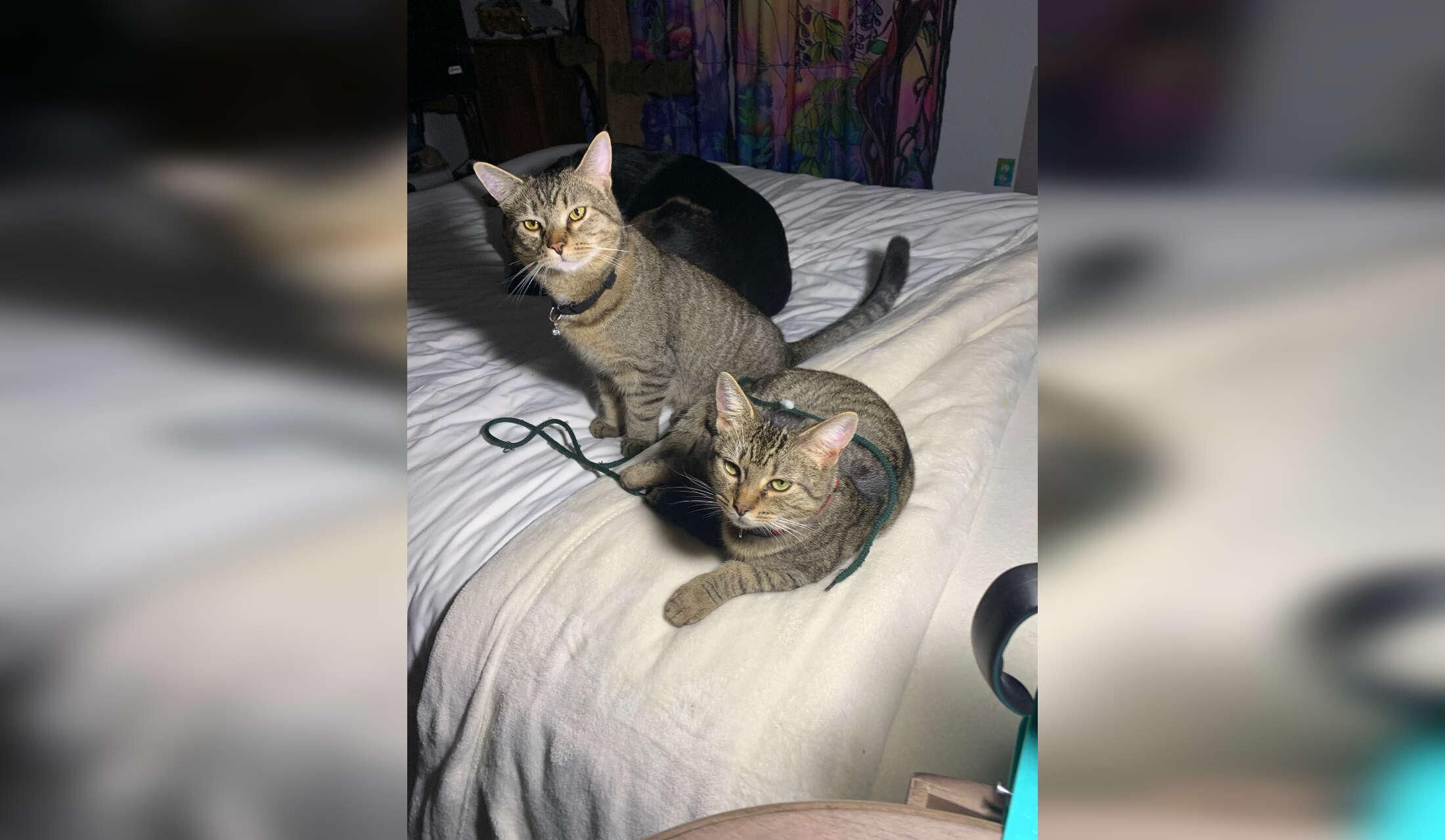 Senior widow looking for house/ pet/ plant sitter - Image 5