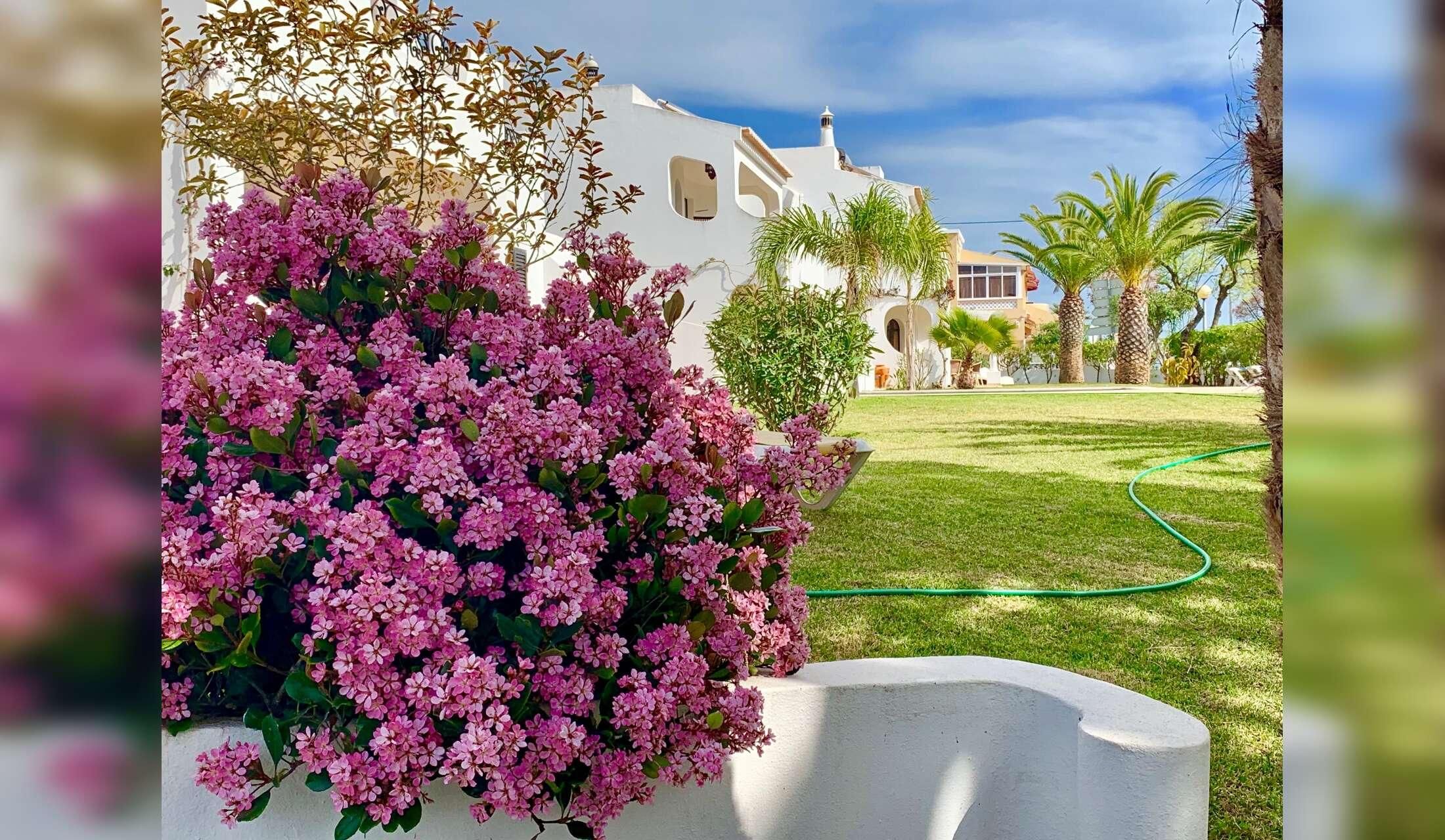 Algarve: Caring sitter for our lovely senior dog - Image 8