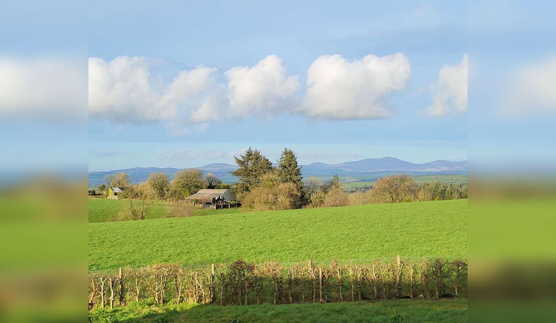 Tranquil country life with calm pets , forests and nature - Image 9