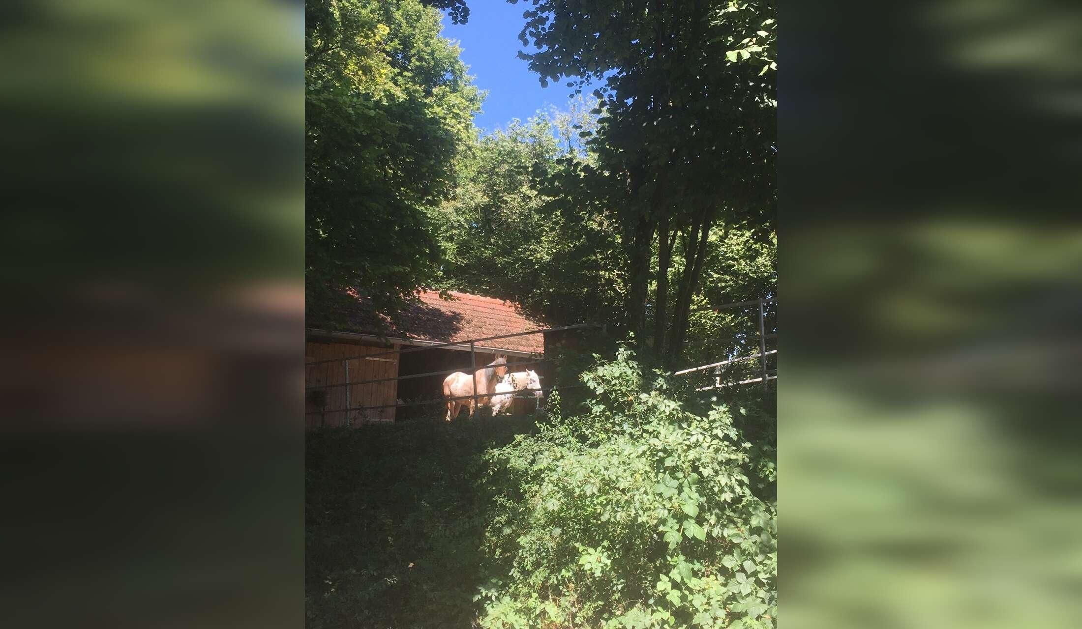 Bavarian hideaway with ponies