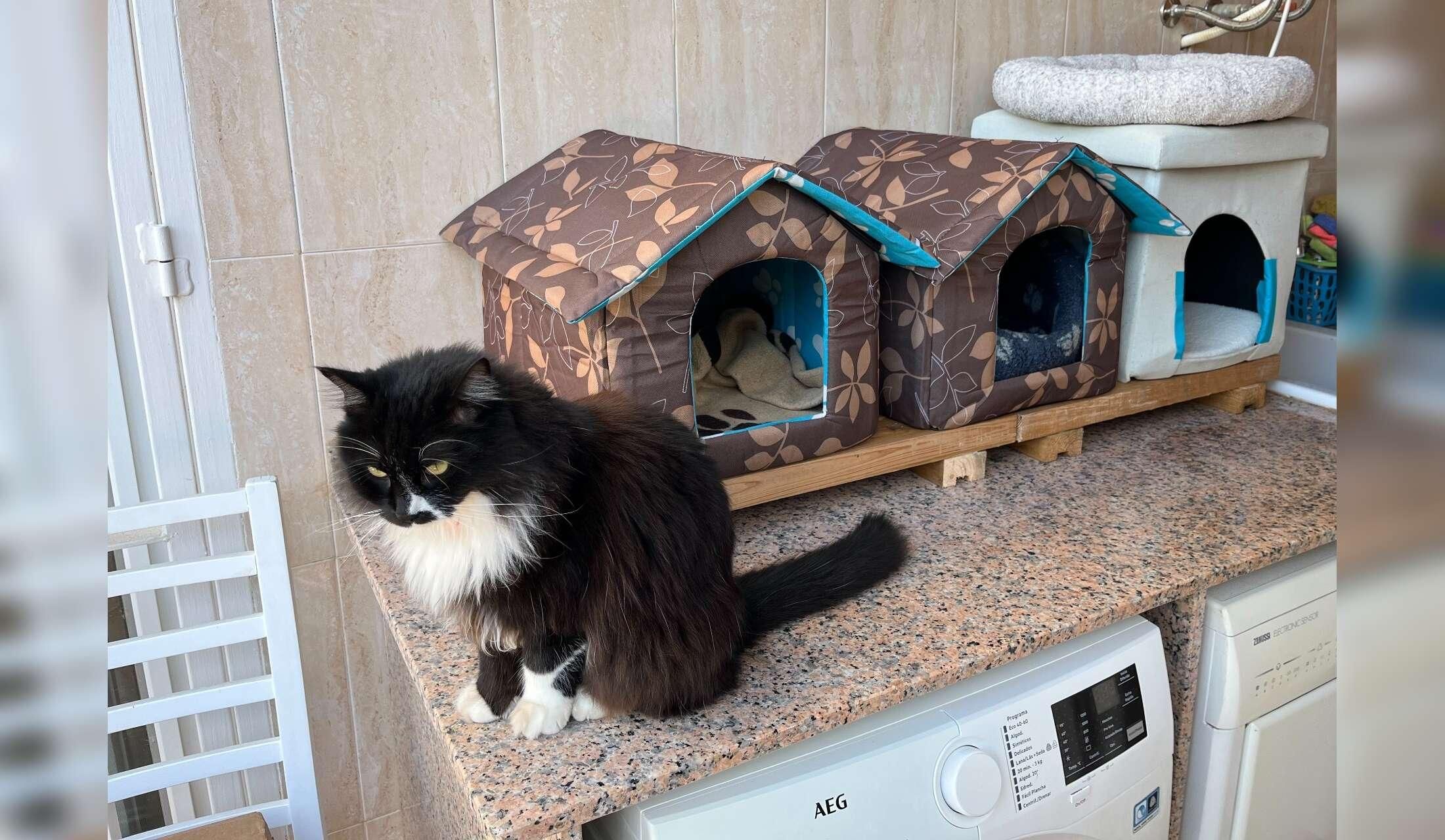 Detached 2 bedroom house in quiet village next to the Mar Menor with 7 cats to care for - Image 8