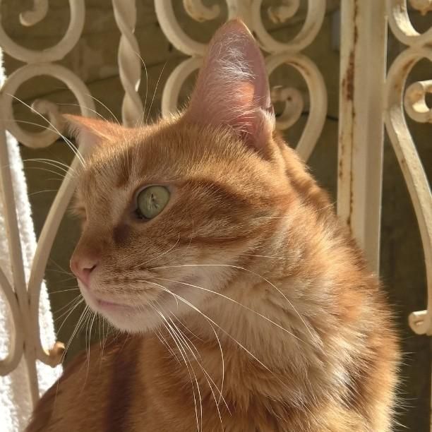 Christmas 2026 on the Mediterranean island of Malta with Misu the ginger cat. Dates to be agreed.GENUINE CAT LOVERS ONLY PLEASE :) - Image 5