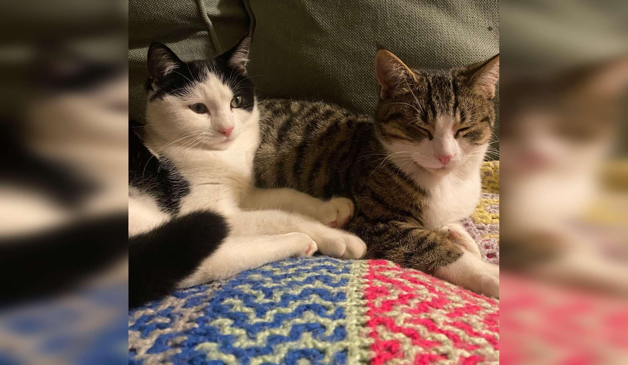 3 week Housesit with 4 cats mid January 2027
