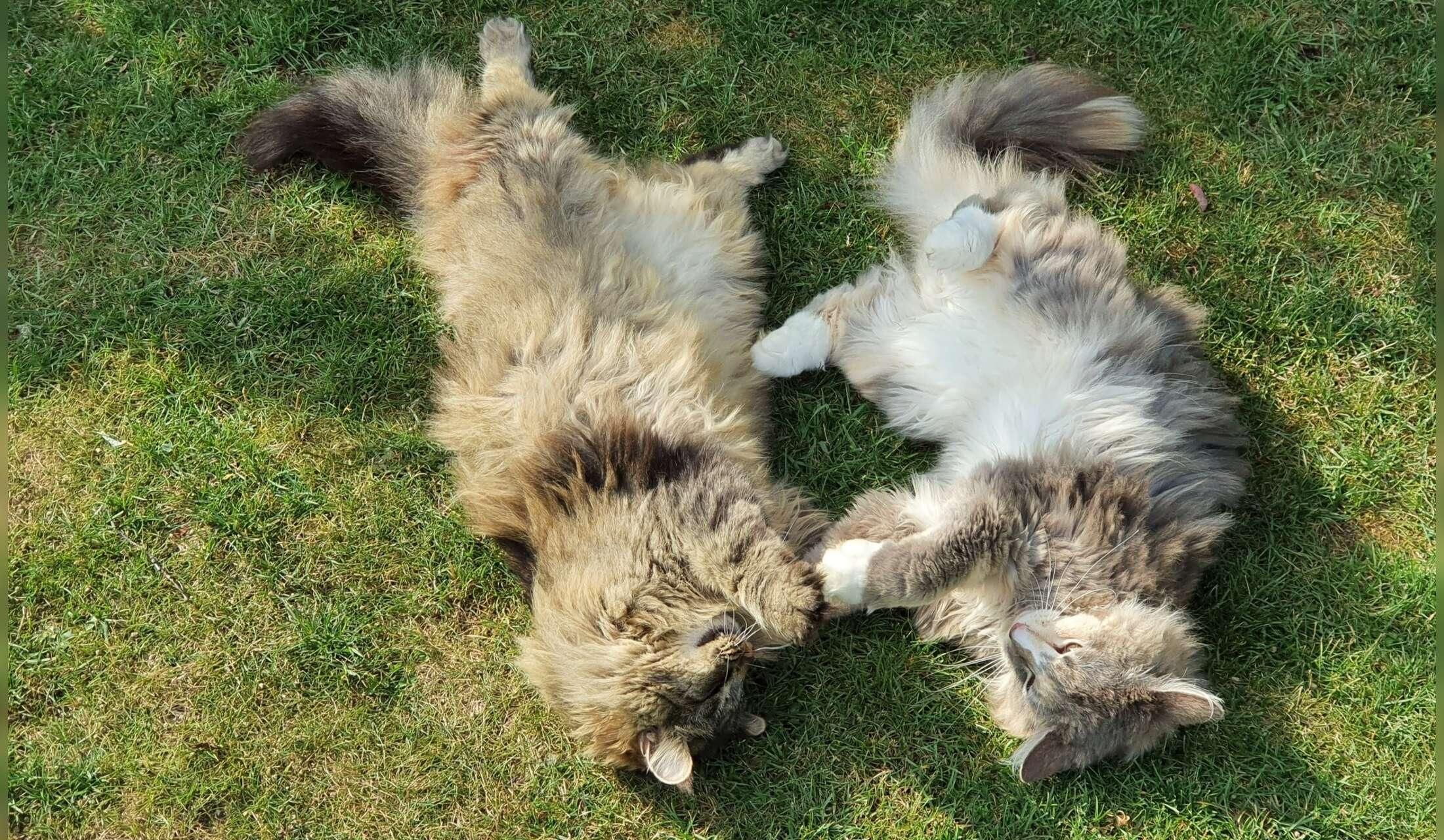 One week in the Swiss country side with 4 lovely Norwegian forest cats - Image 4
