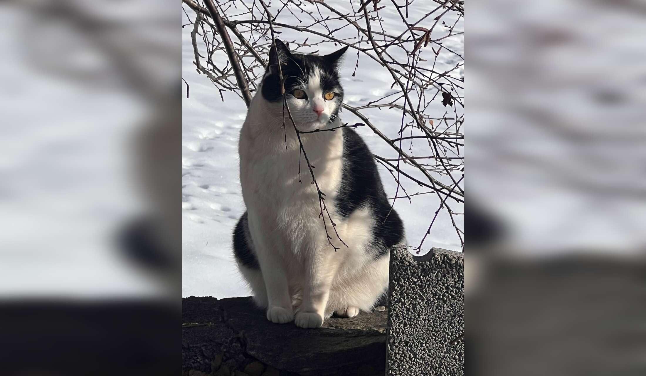 Wanted: house sitter / cat-and garden lover - Image 8