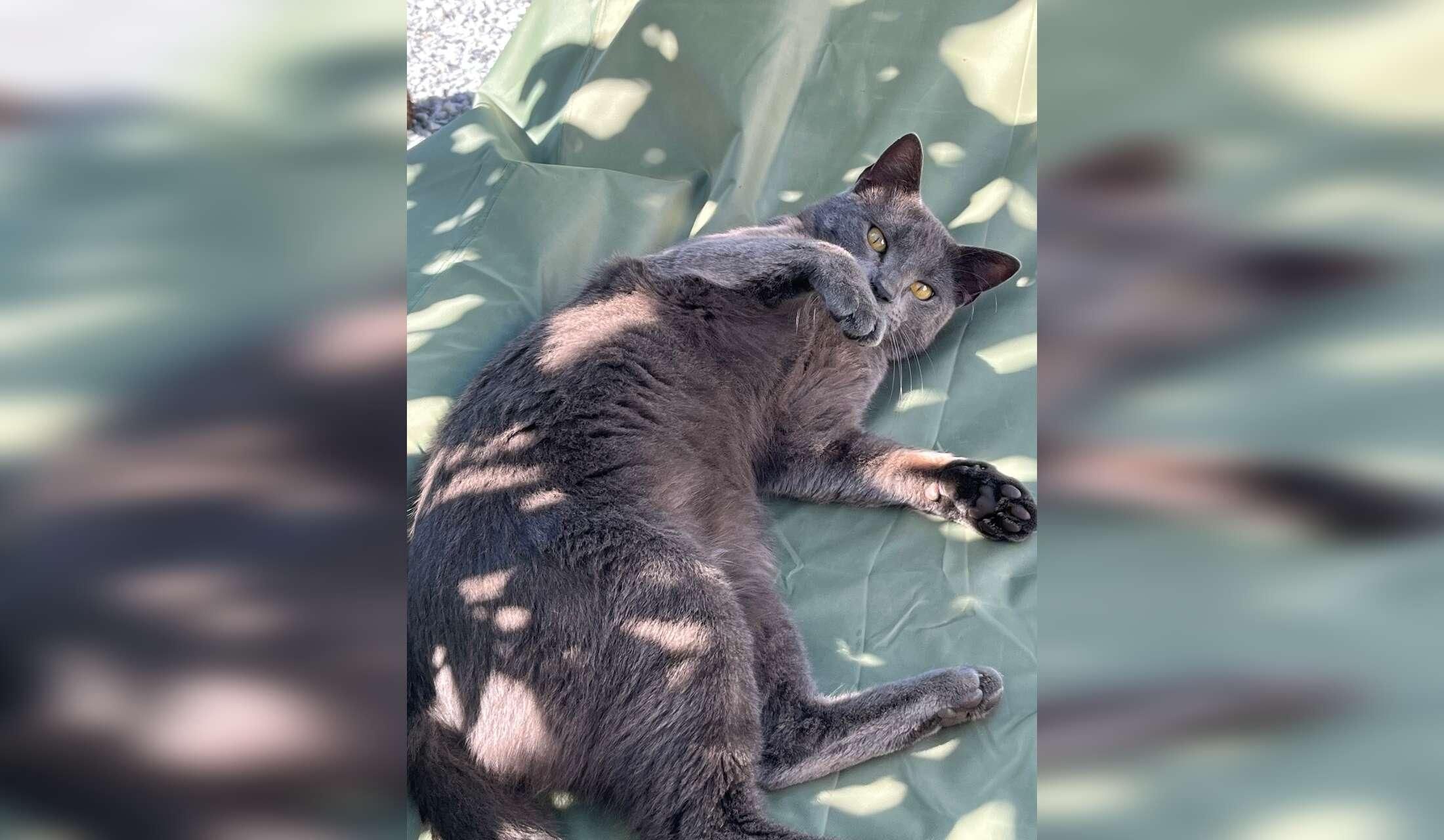 Cat sitting in Torrox campo - Malaga province Andalucia - Image 6