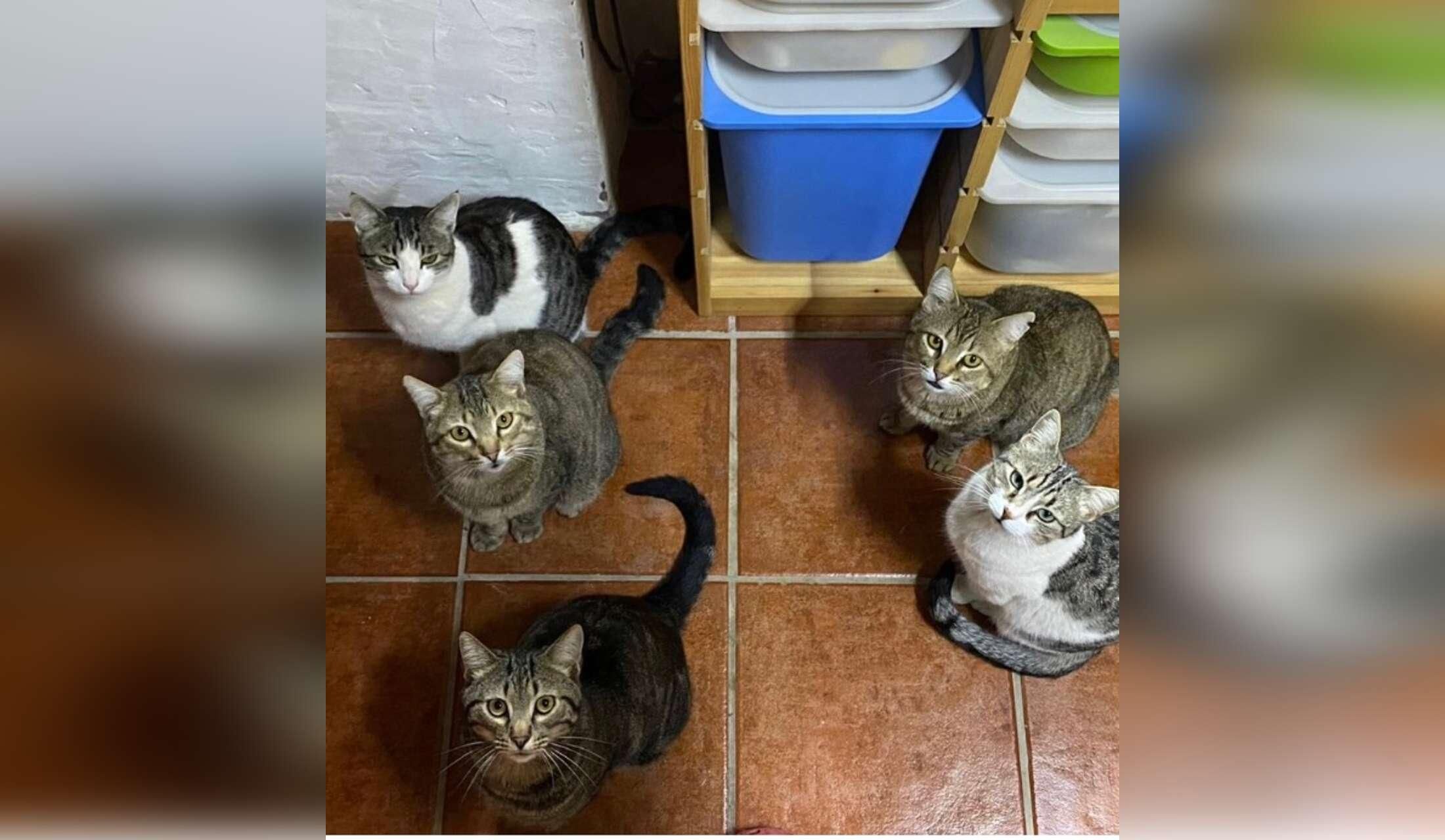 5 very easy going cats looking for someone to take care of them in peaceful Southern Spain - Image 2