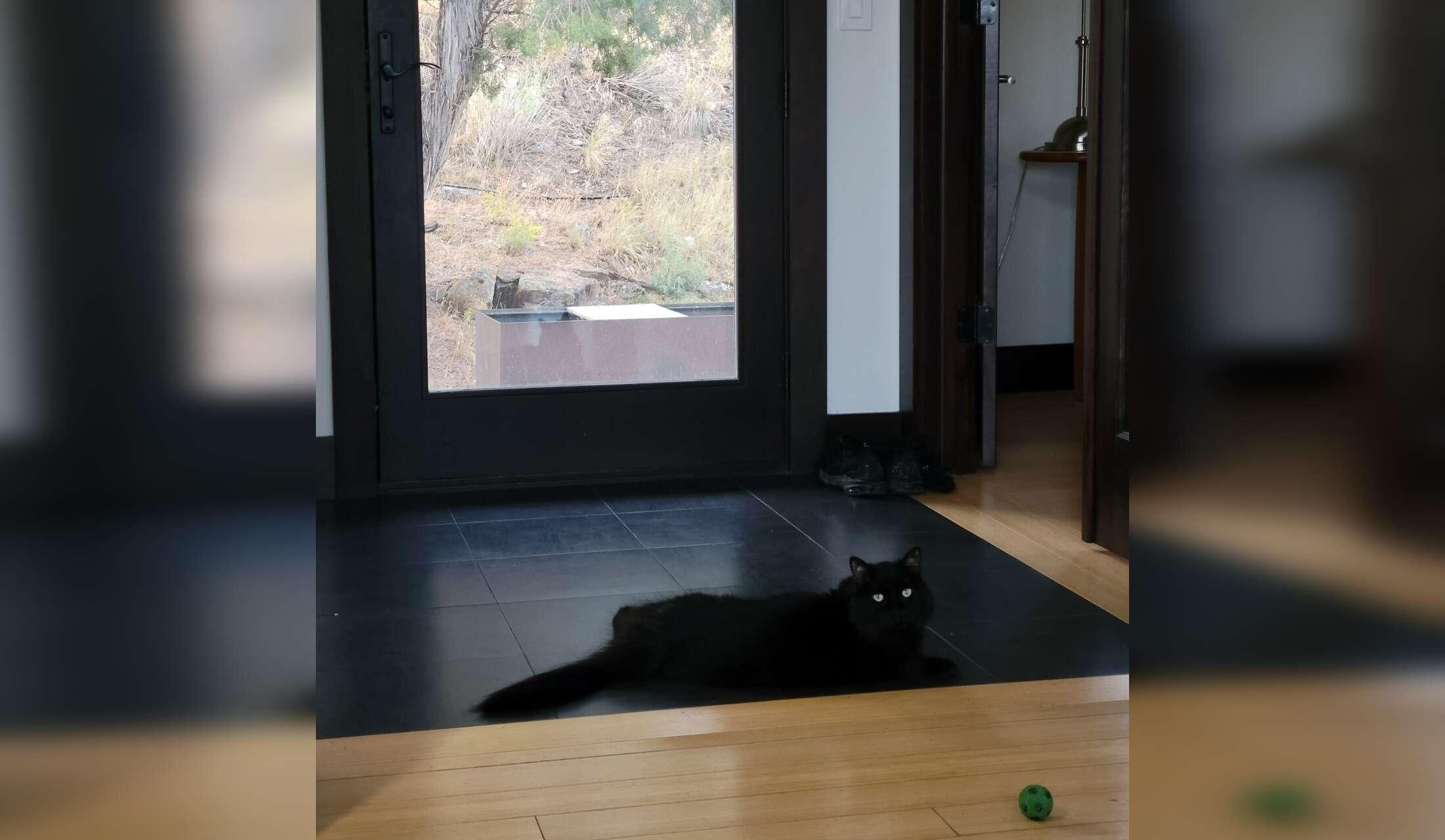 Cat Sitter needed in a beautiful, small mountain town in Colorado - Image 6