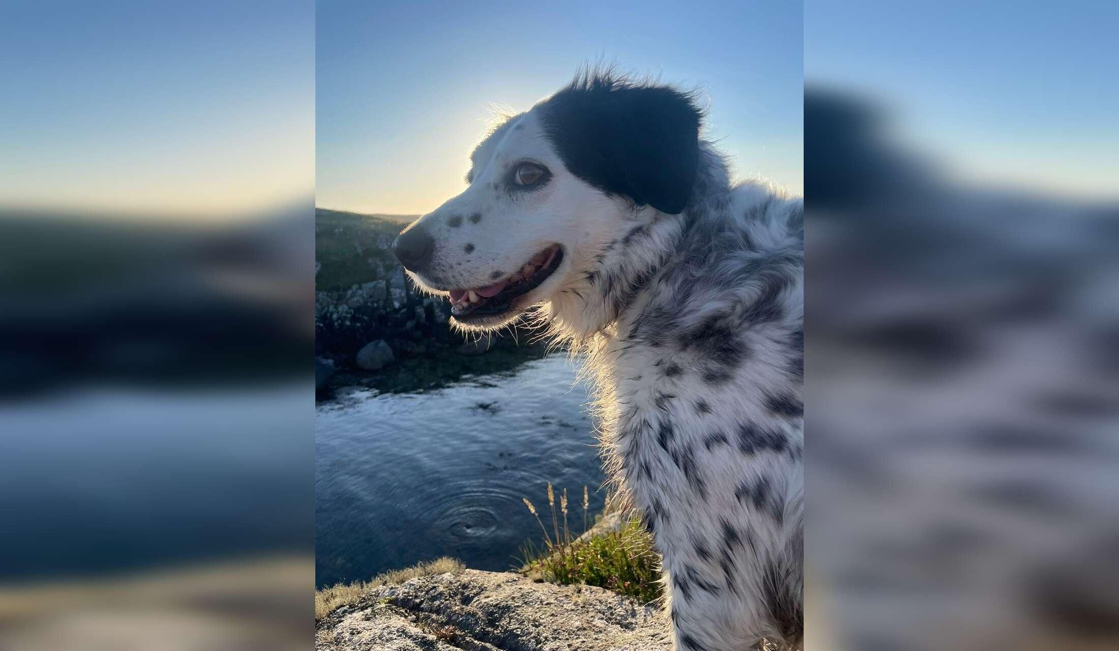 Looking for a house and pet sitter near the beach in Connemara, Ireland - Image 7