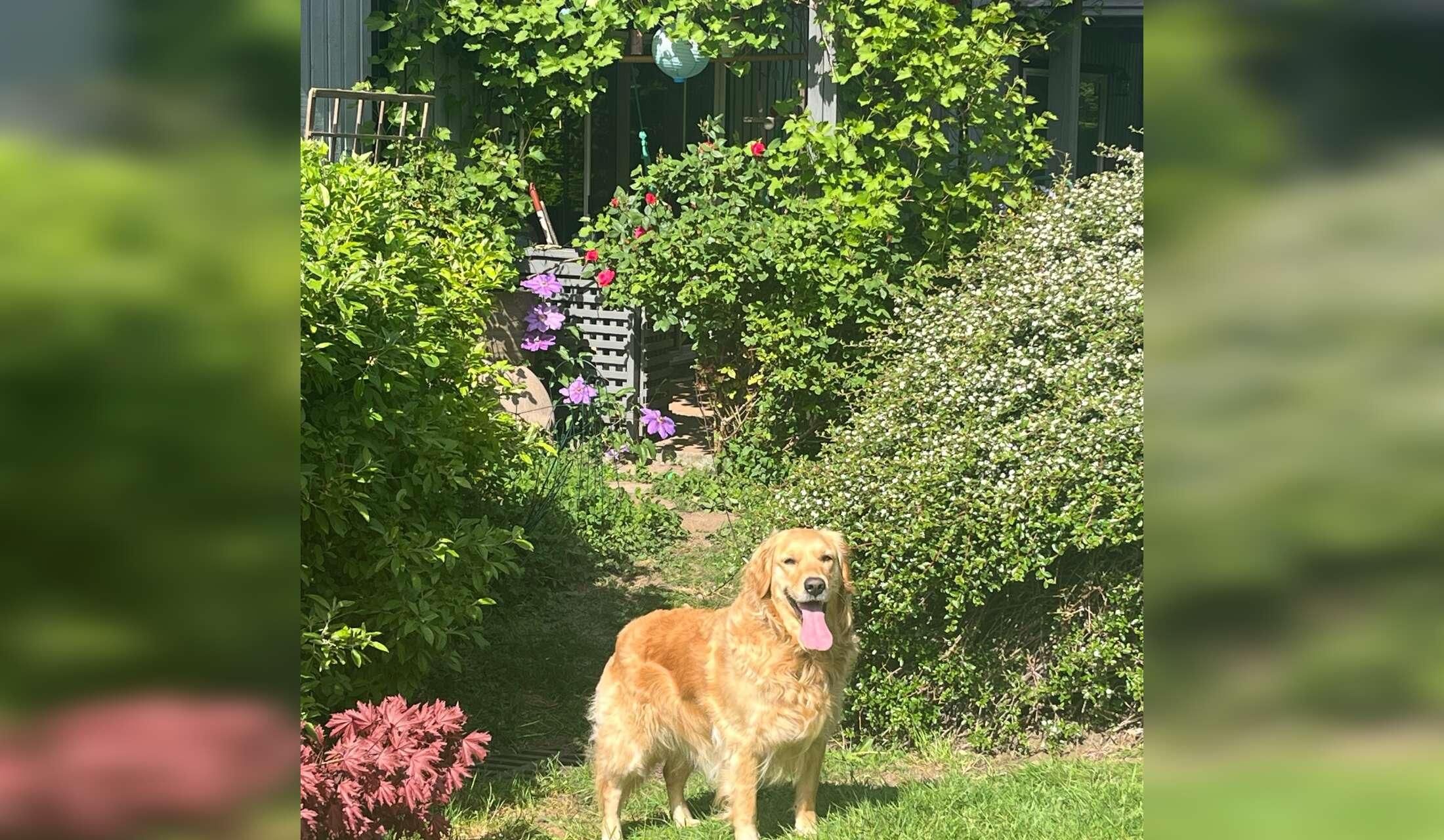 2 B floor level apt with rose garden, studio & adoring golden retriever Sept 13-20