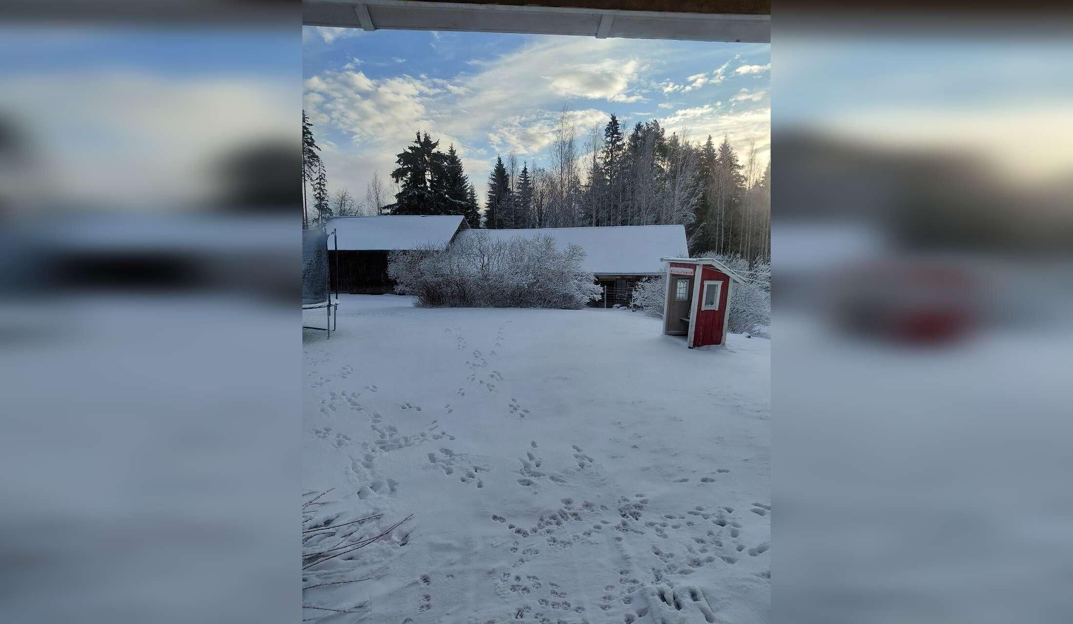 Dog sitter wanted in a little farm in middle of the forest - Image 3