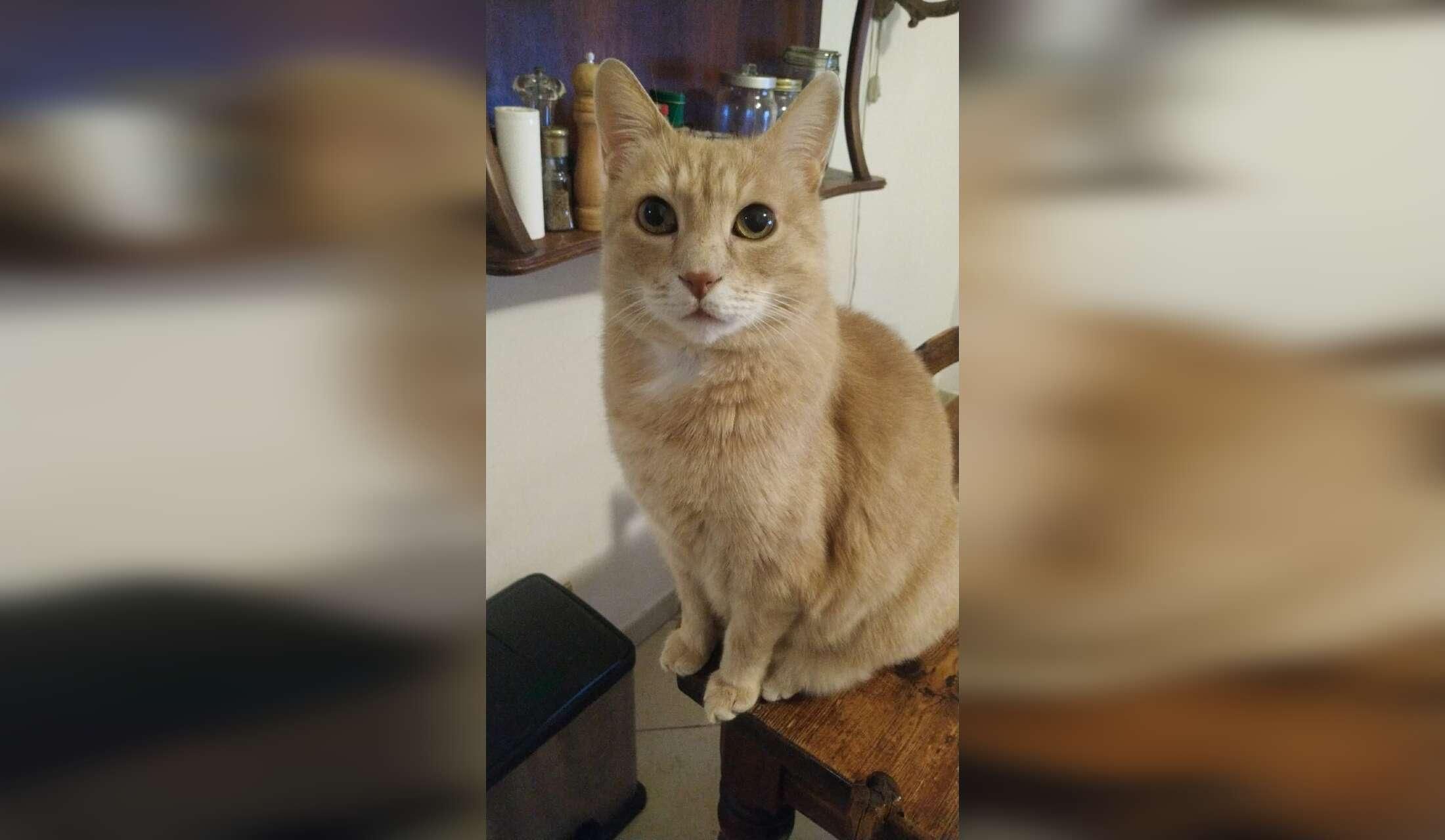 Un appartamento in un castello medievale in zona colli piacentini di 80 mq in cambio dell'accudimento del mio bellissimo gatto Woody per 4 mesi da 20 novembre 2026 a 22 marzo 2027 (a costo zero, solo da concordare i costi delle utenze di gas e luce - Image 10