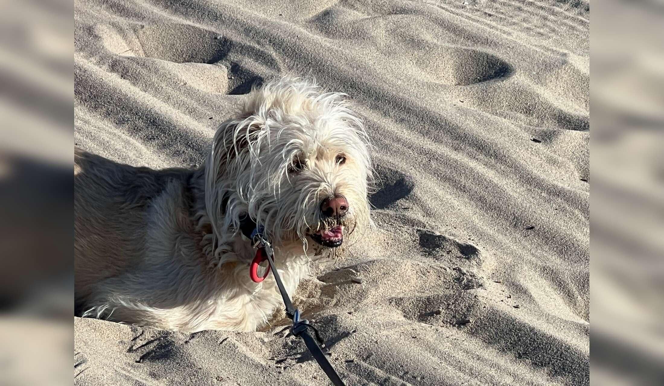 Two weeks with Daisy in Newport Beach - Image 4