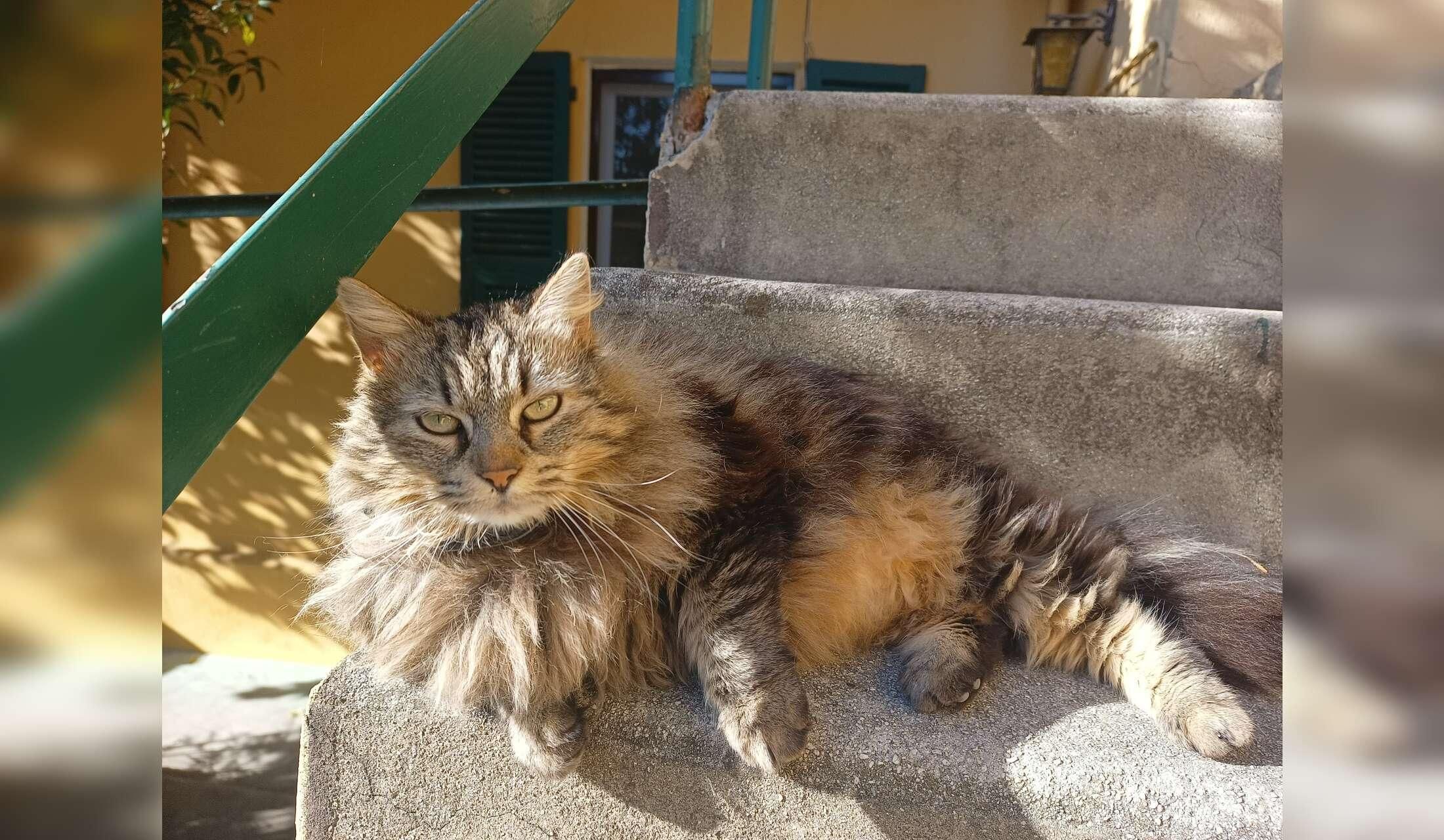 Charming Nice Villa with 2 happy Cats: sunlit and well-located