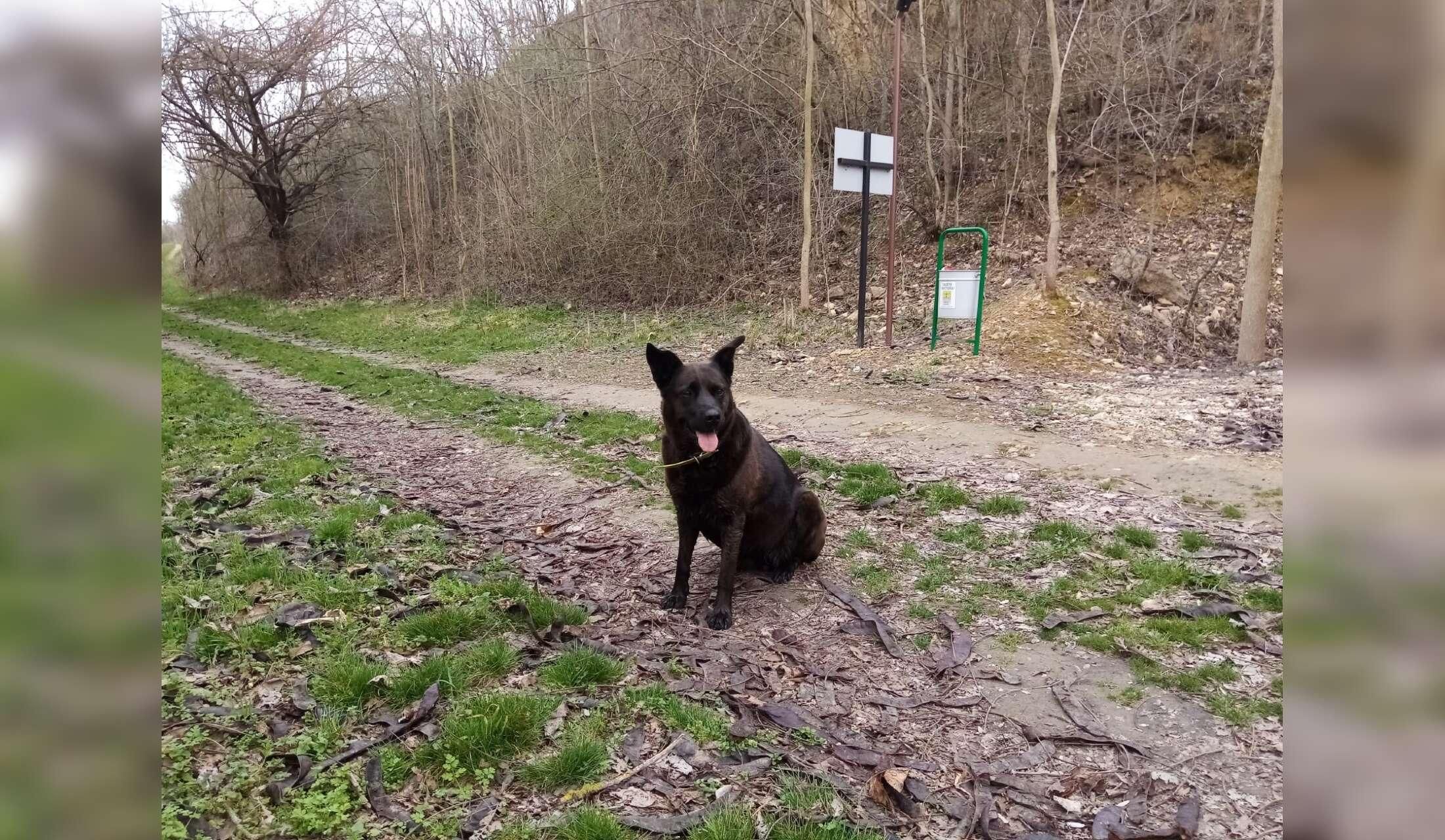 Relax in Rural Bulgaria - Image 4