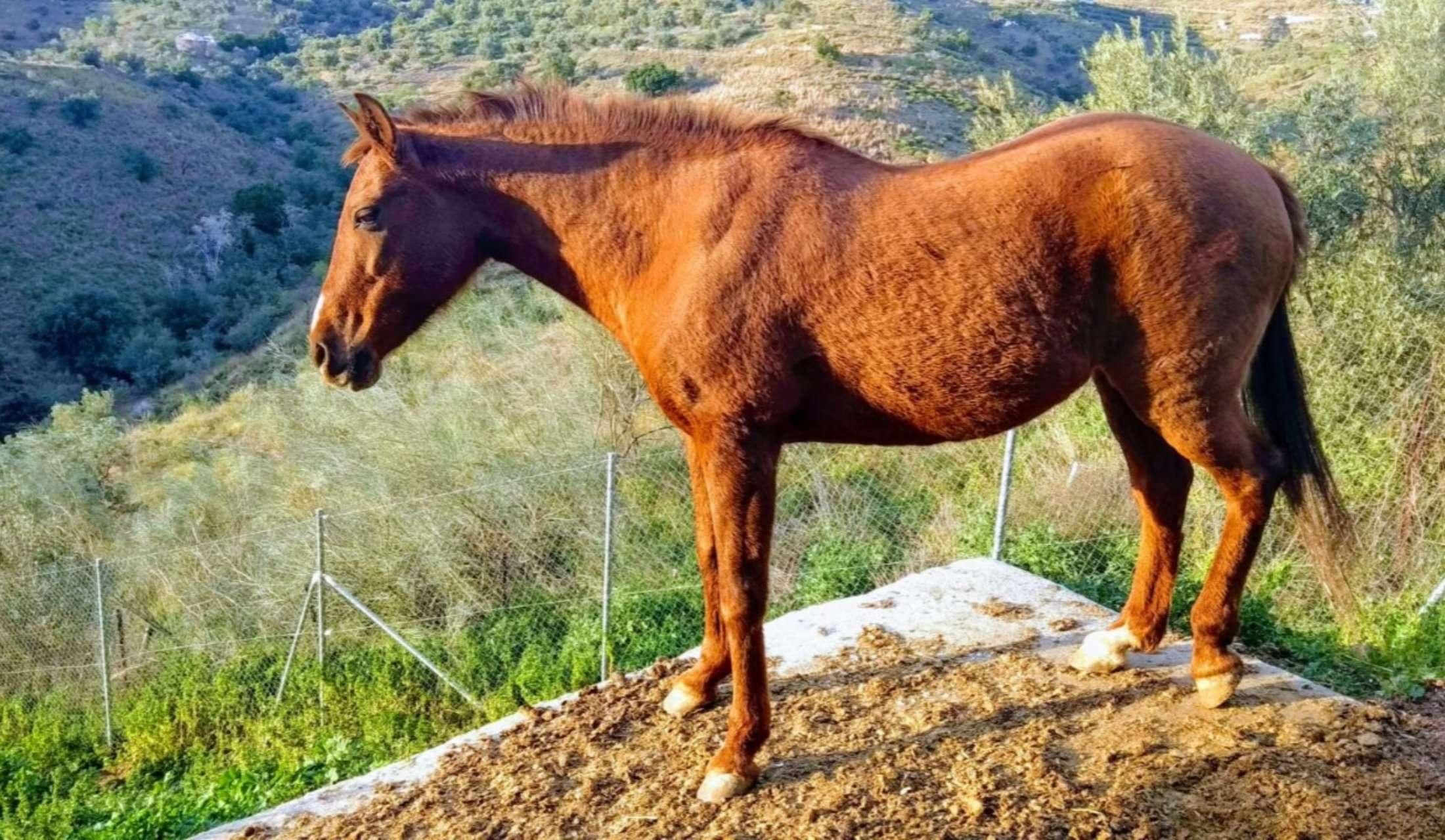 House sitter wanted for 3 weeks in March 2027 for quirky eco-friendly household in rural Andalucía, with beautiful mountain view and peaceful location - Image 5