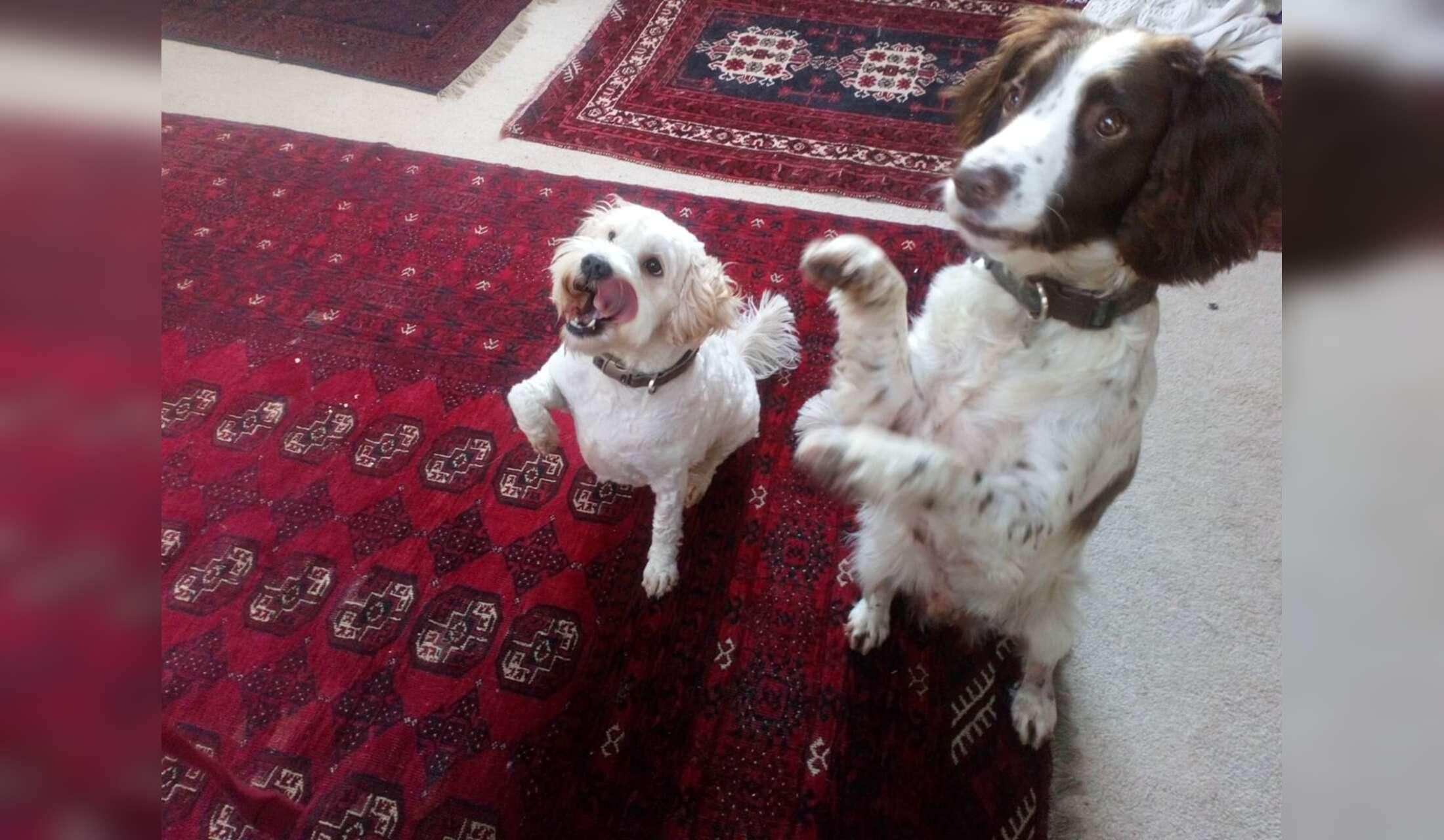 House & Pet sit in Wiltshire. Flexible dates in October and November - Image 4