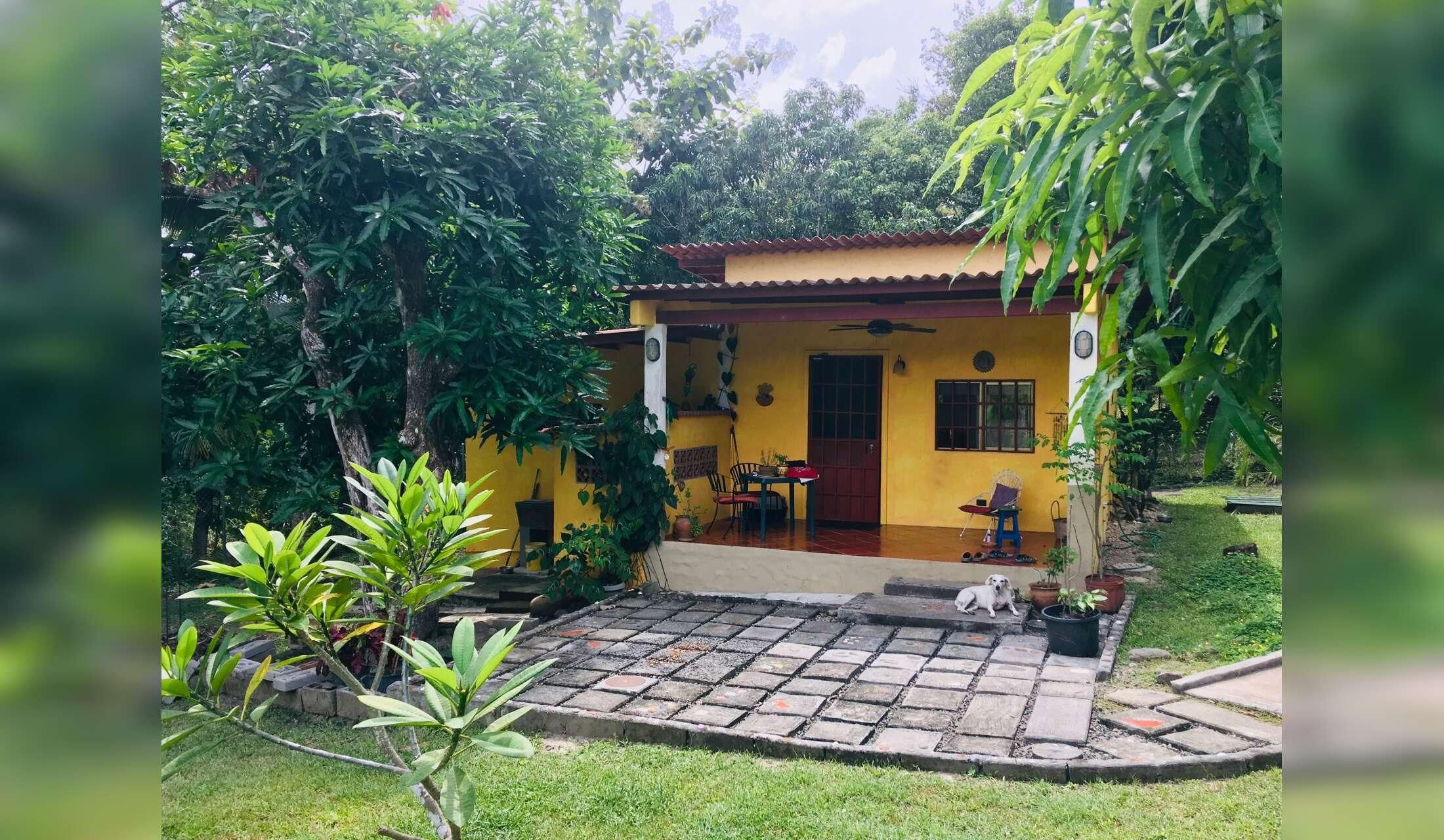 Looking for a couple to live close to the beach with 4 cats, Maggie, a senior dog, and a chicken. Close to the beach near San Carlos, Panamá - Image 2