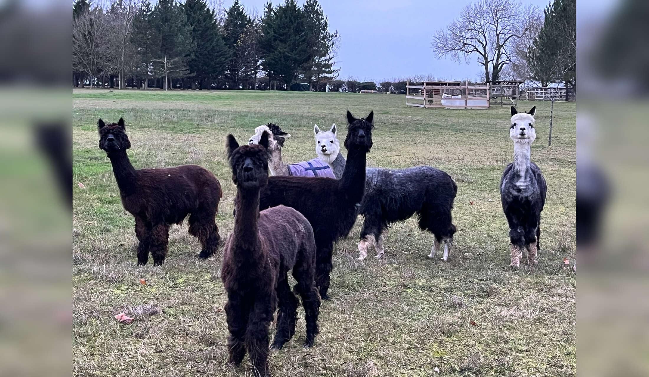 Farm stay: 15 alpaca, 2 cats, 1 house with housemate - Image 5