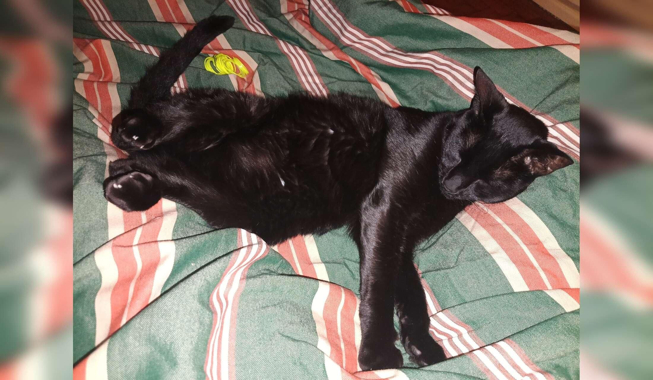 Catsitting in Buenos Aires