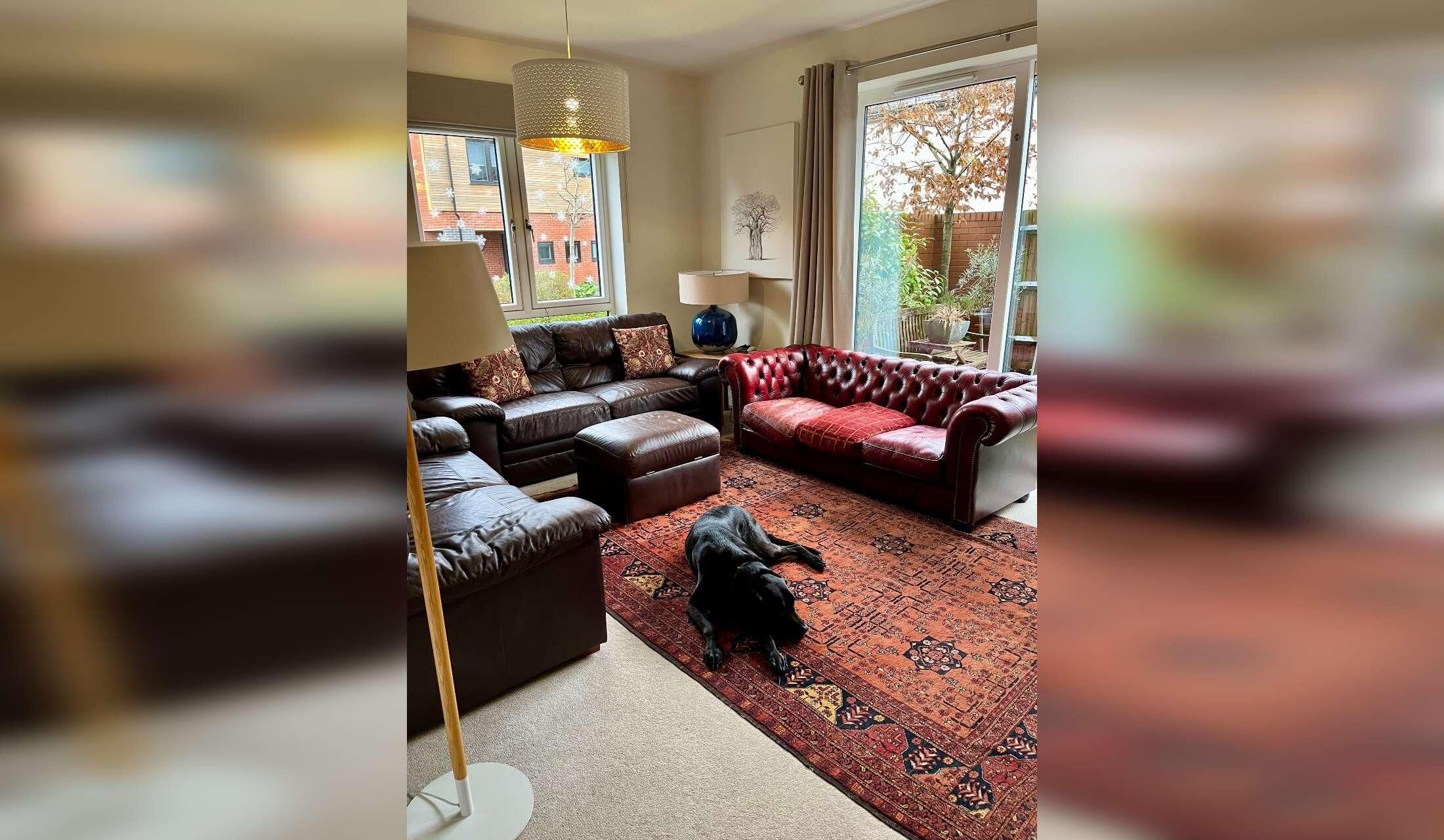 Lovely ladrador cross and cat in Detached house in Winchester - Image 3