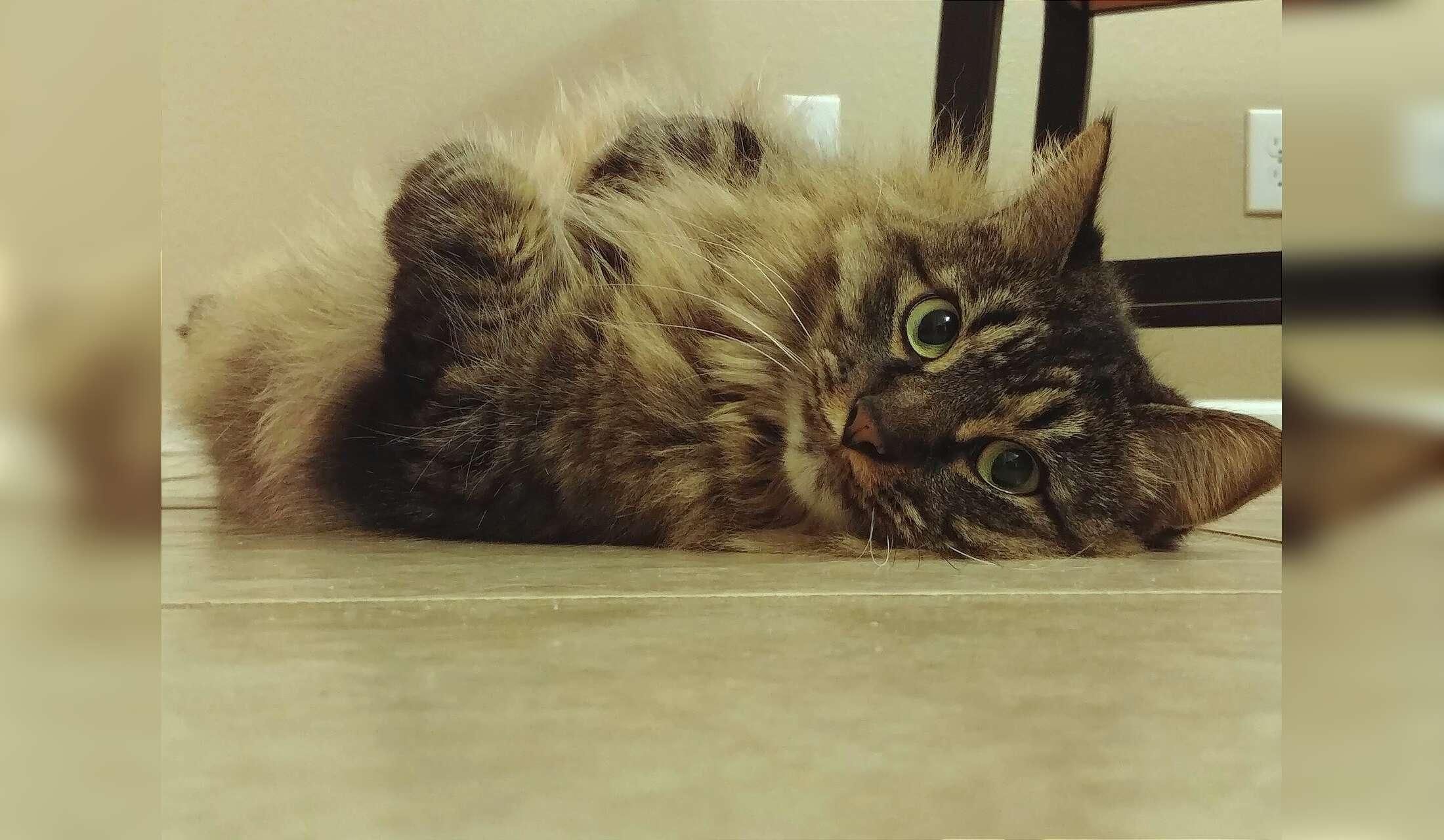 Looking for a house and cat sitter - Image 9
