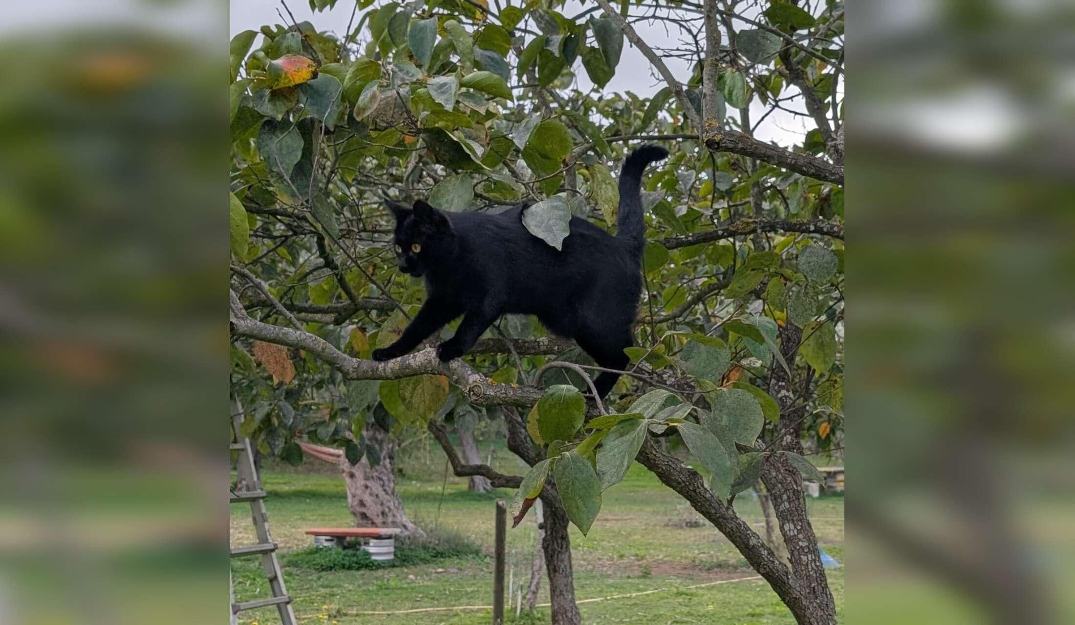 Professional Home and Petsitter wanted  for cats and donkeys in Sardinia, Italy - Image 6