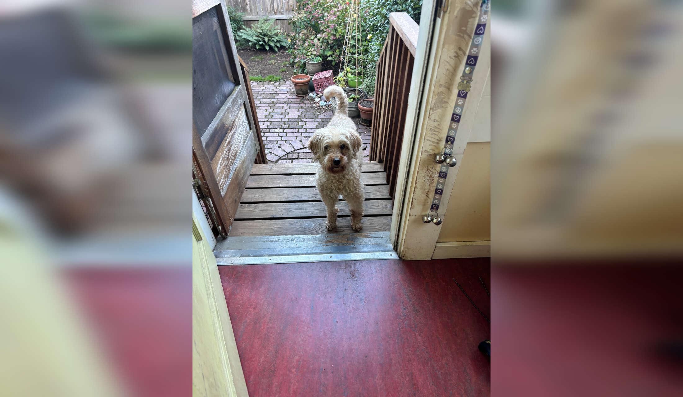 Sweet senior labradoodle seeks calm, attentive house-sitter over the holidays
