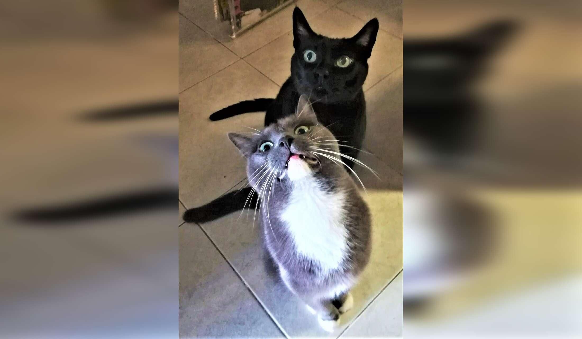 Sitter required for 2 cats in Barcelona