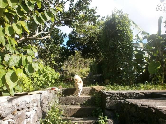 Beautiful Azores Islands / Pet Sit - Image 5