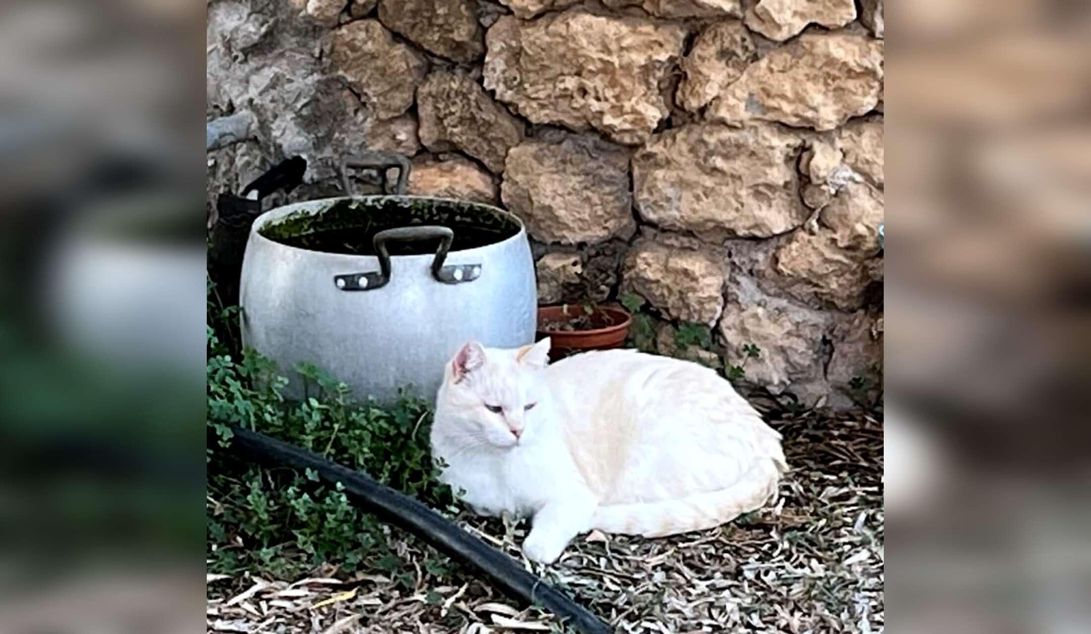 Professional Home and Petsitter wanted  for cats and donkeys in Sardinia, Italy - Image 4