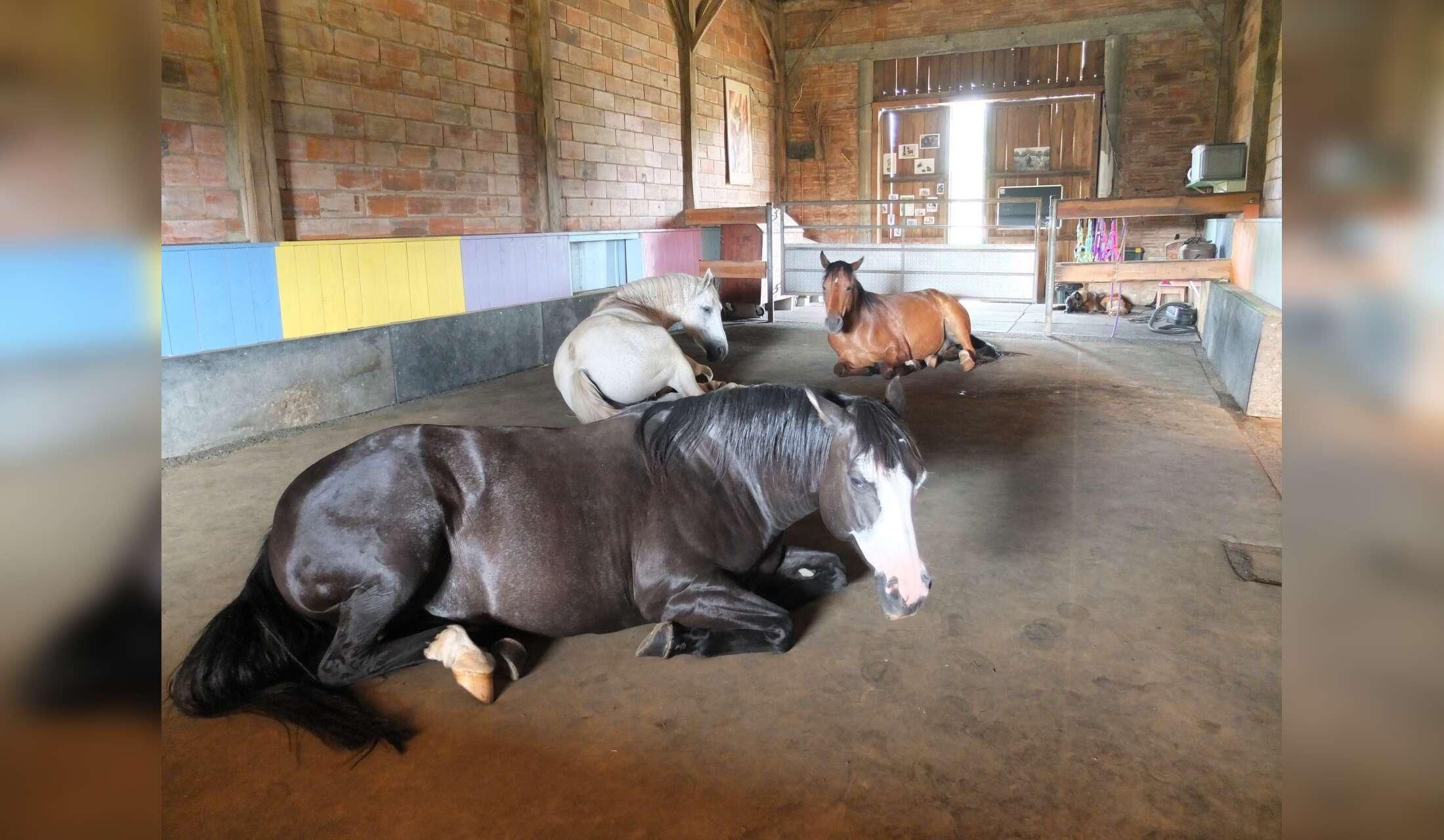 For 1 or 2 people who love horses and dogs and speak French (at least one of you)