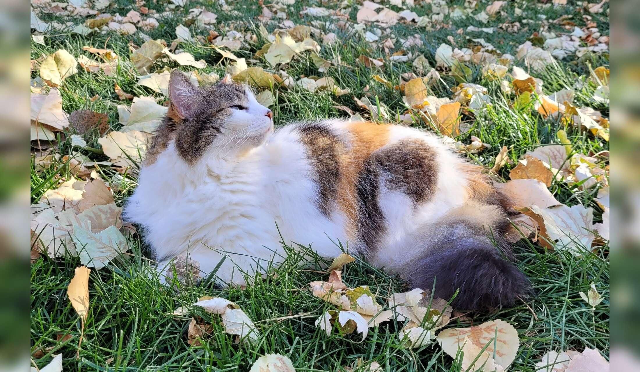 Looking for a house and cat sitter - Image 8