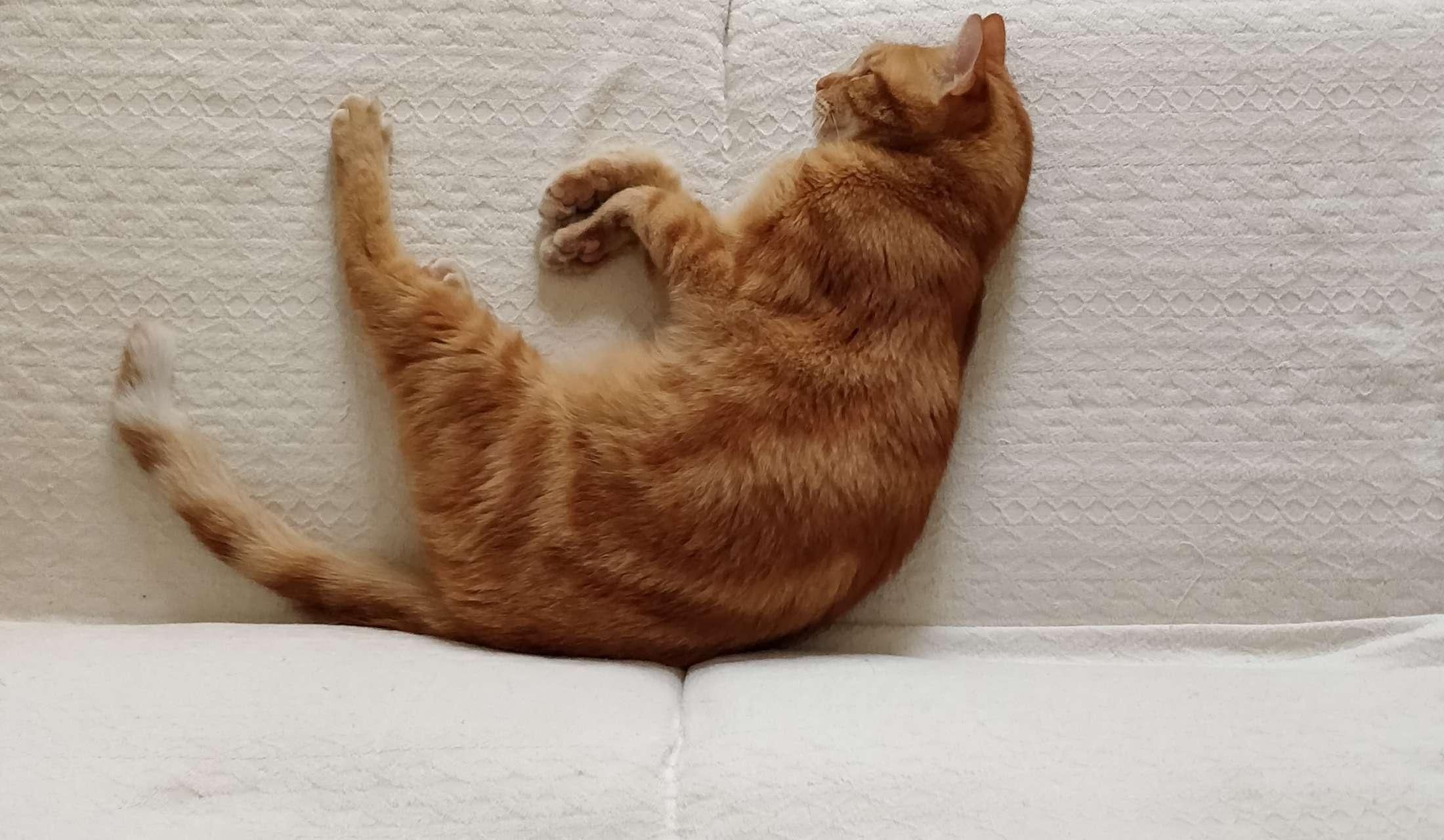 Christmas 2026 on the Mediterranean island of Malta with Misu the ginger cat. Dates to be agreed.GENUINE CAT LOVERS ONLY PLEASE :) - Image 7