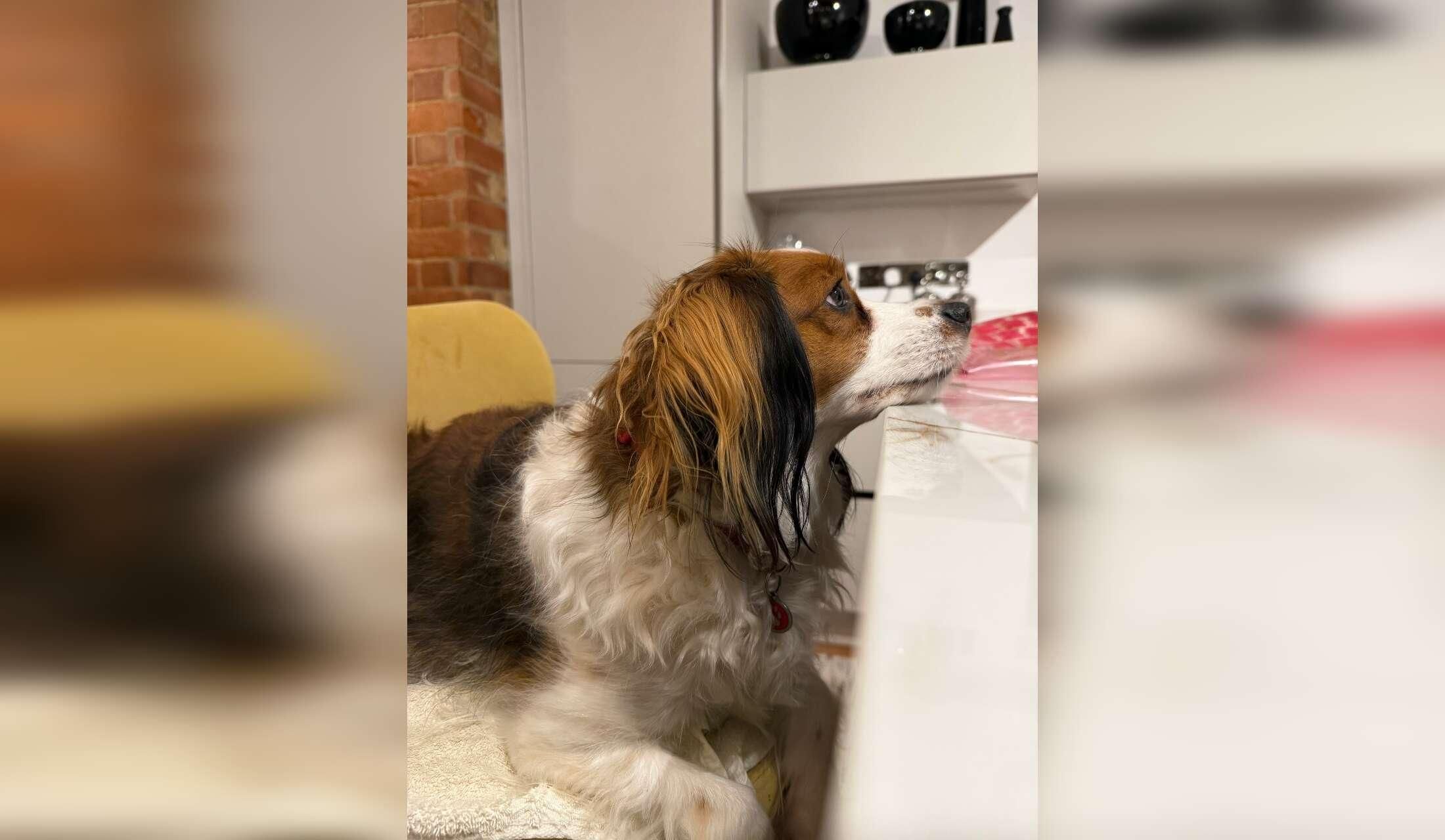 Sensitive dog looking for lovely couple - Image 3