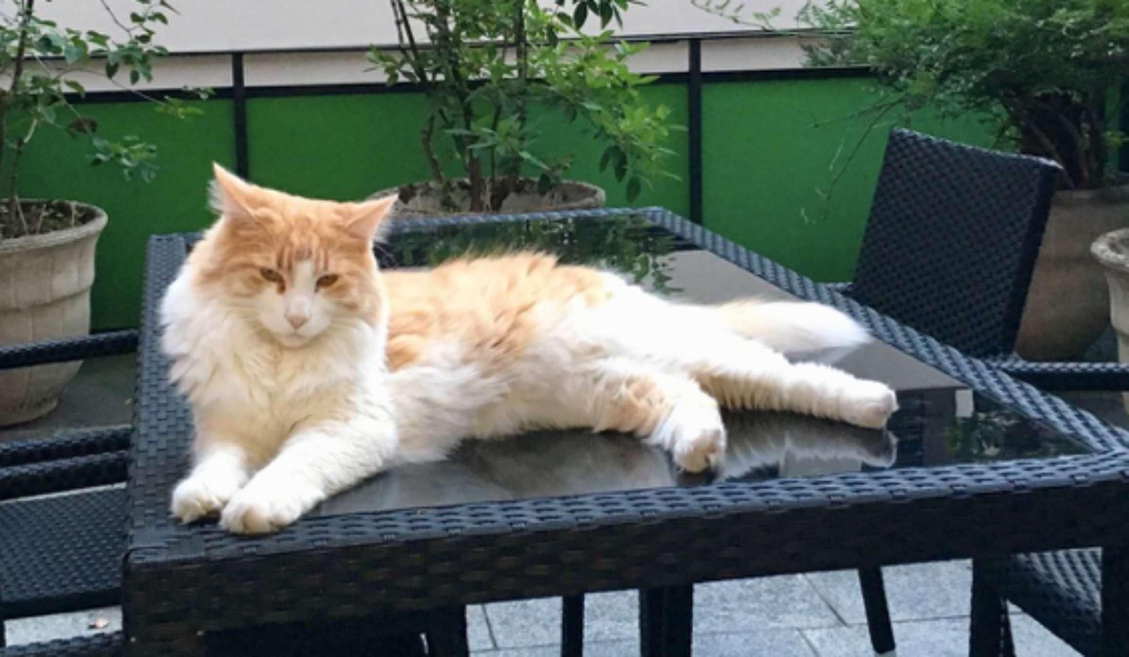 Cat sitter/home sitter needed from 4 to 18 October, near Zurich, Switzerland - Image 2