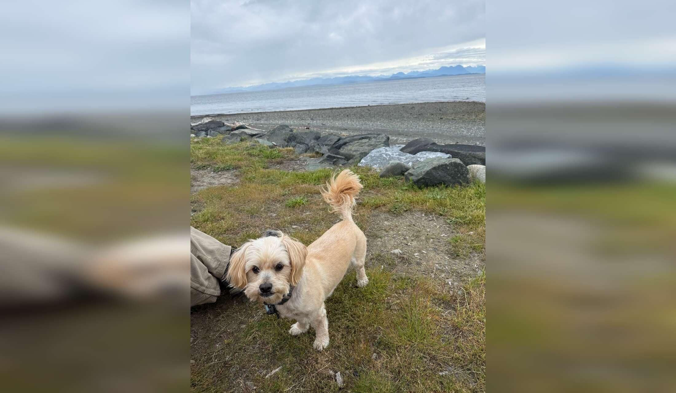 House Sitting opportunity in Campbell River BC - Image 2