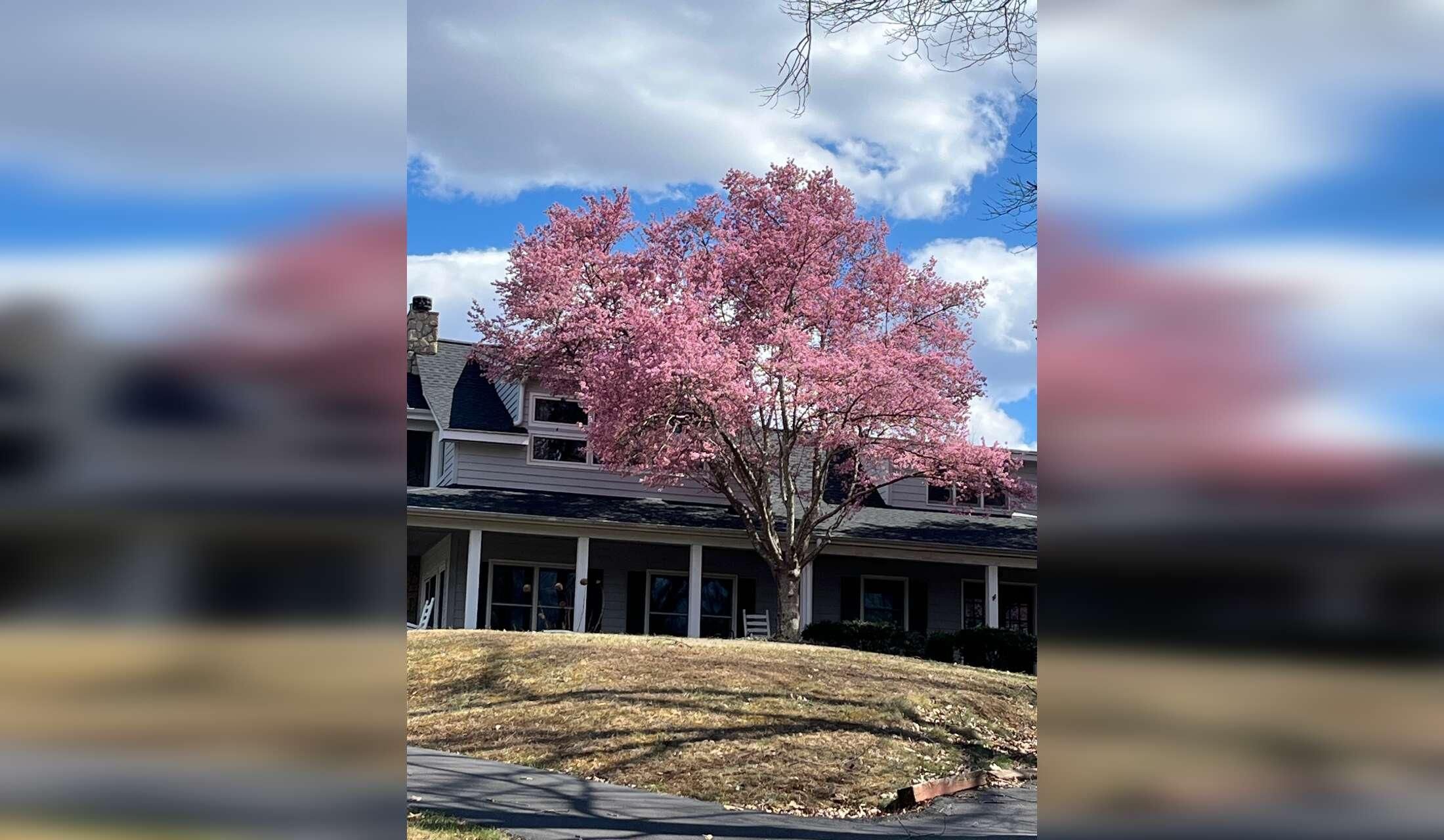 Peaceful Rural Virginia Home & Four Sweet Cats — 11-Week Winter Sit - Image 2