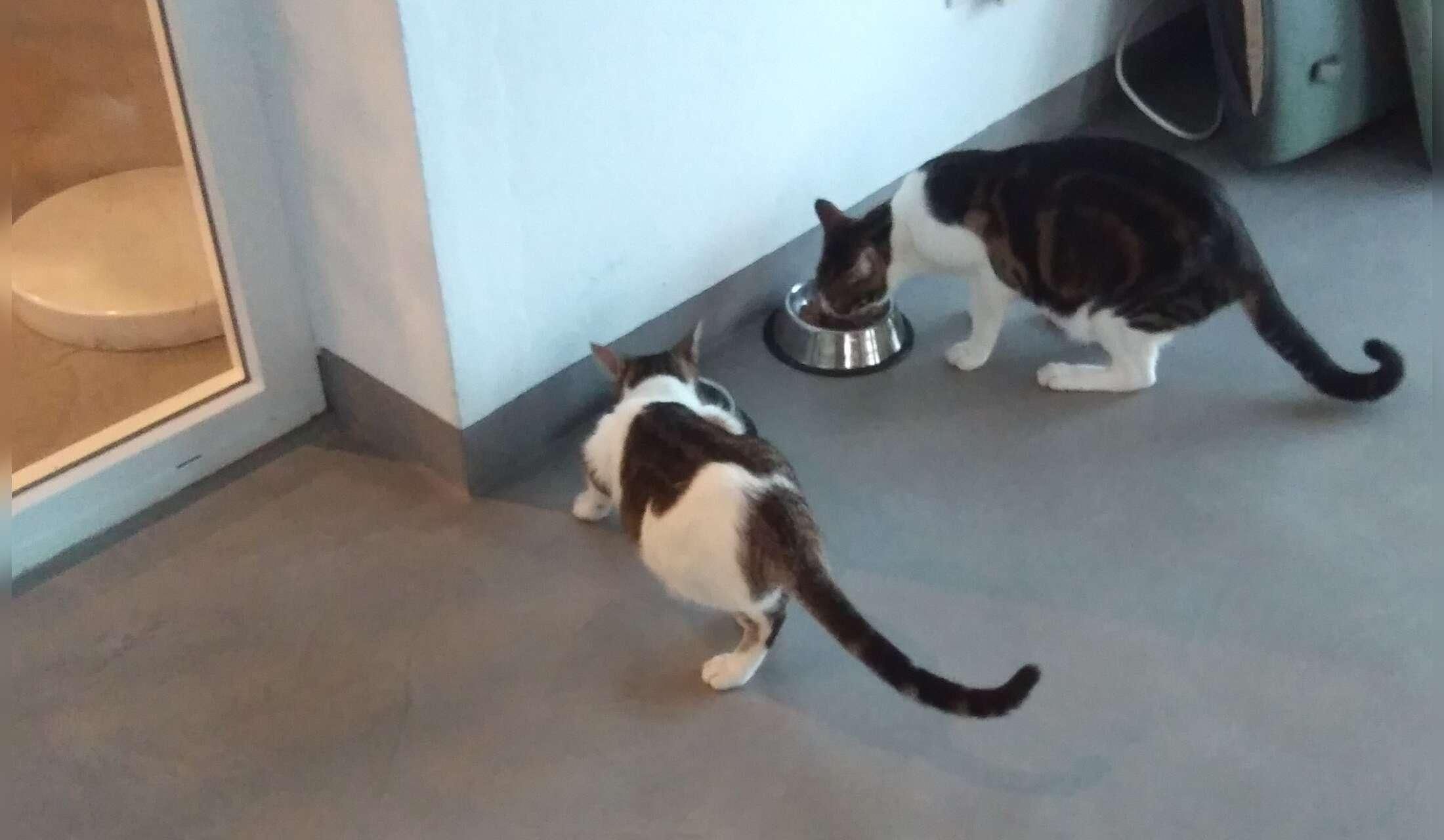 Haus und Tiersitter gesucht ab 1.September 26 bis 1. Oktober 26 - Image 6