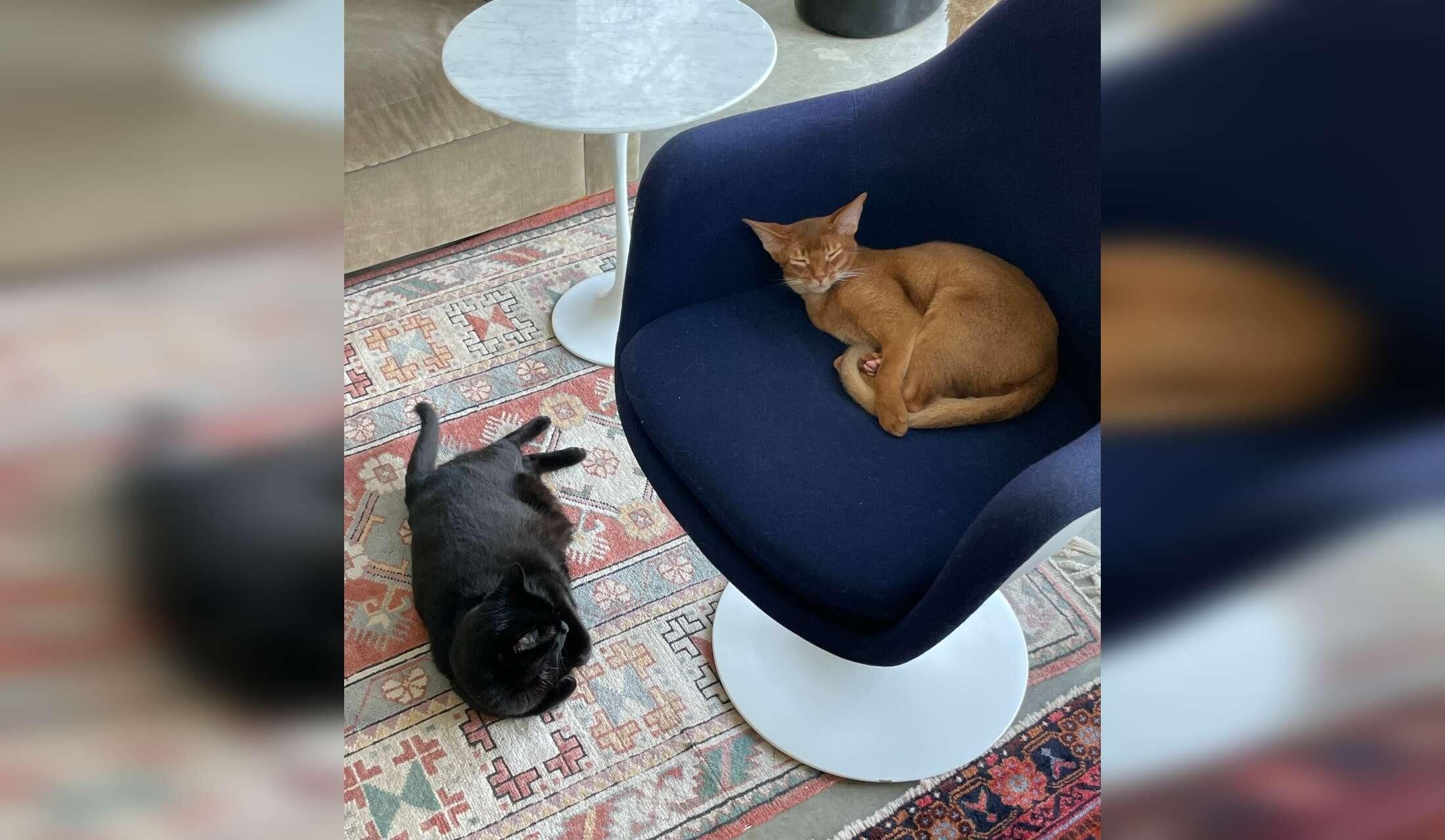 Stay in Beautiful Ithaca, with a windhound, an Abyssinian kitten and rescue black cat.  One bedroom home, central air, private yard, & painting studio. 2 week stay - Image 10