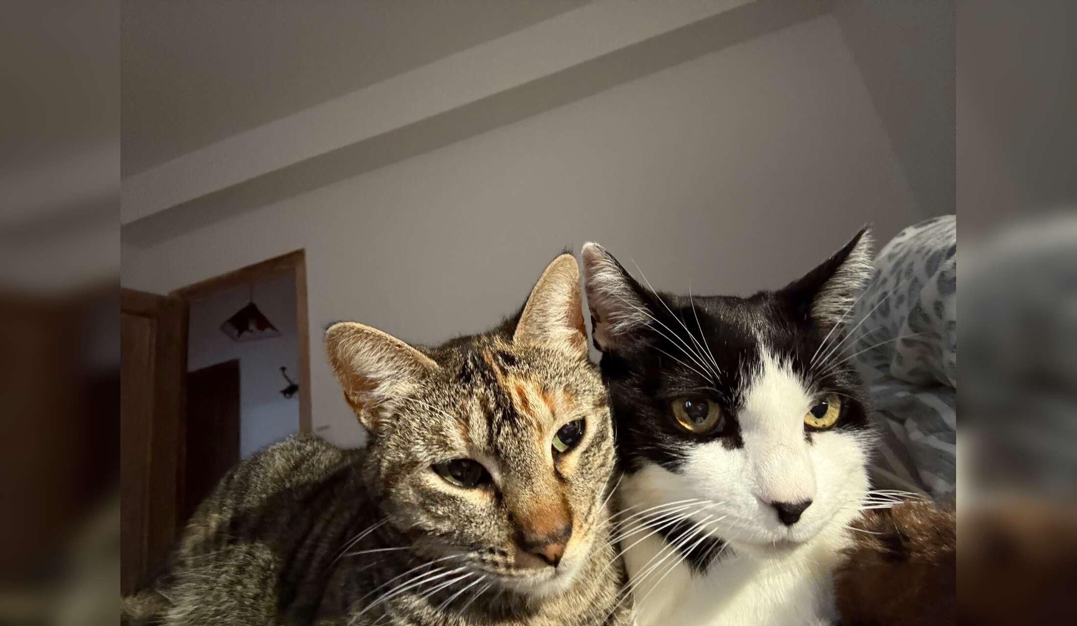 Costa Blanca kitties in comfy villa need replacement staff! - Image 3