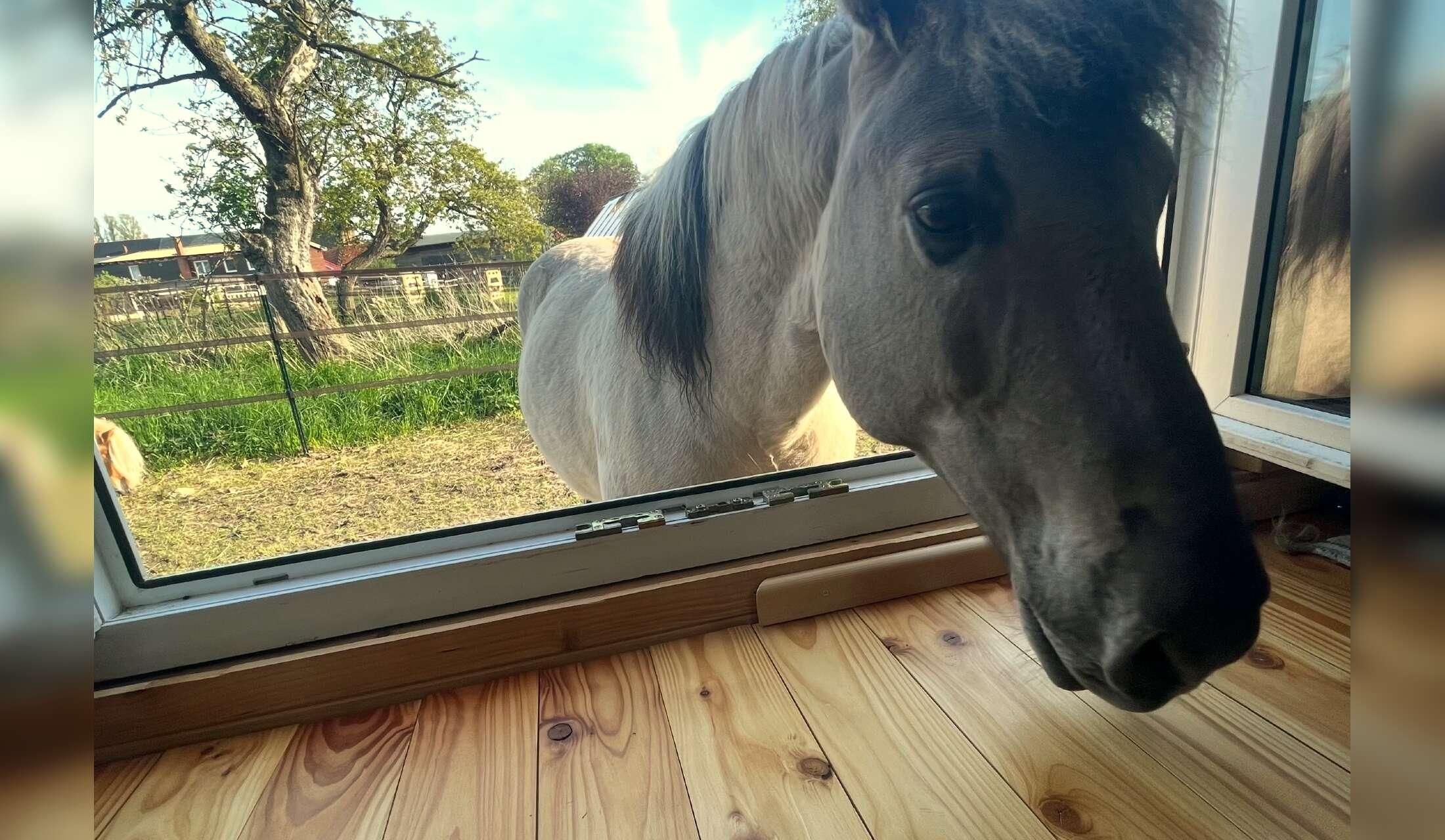 Welcome to our creative green place with 2 ponies, cats and a dog