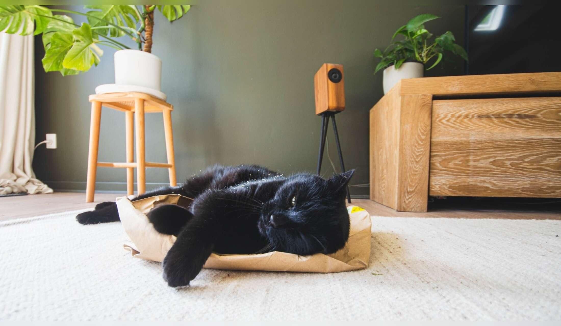 Cat Sitters Wanted - 1 week in November (rural Denmark)