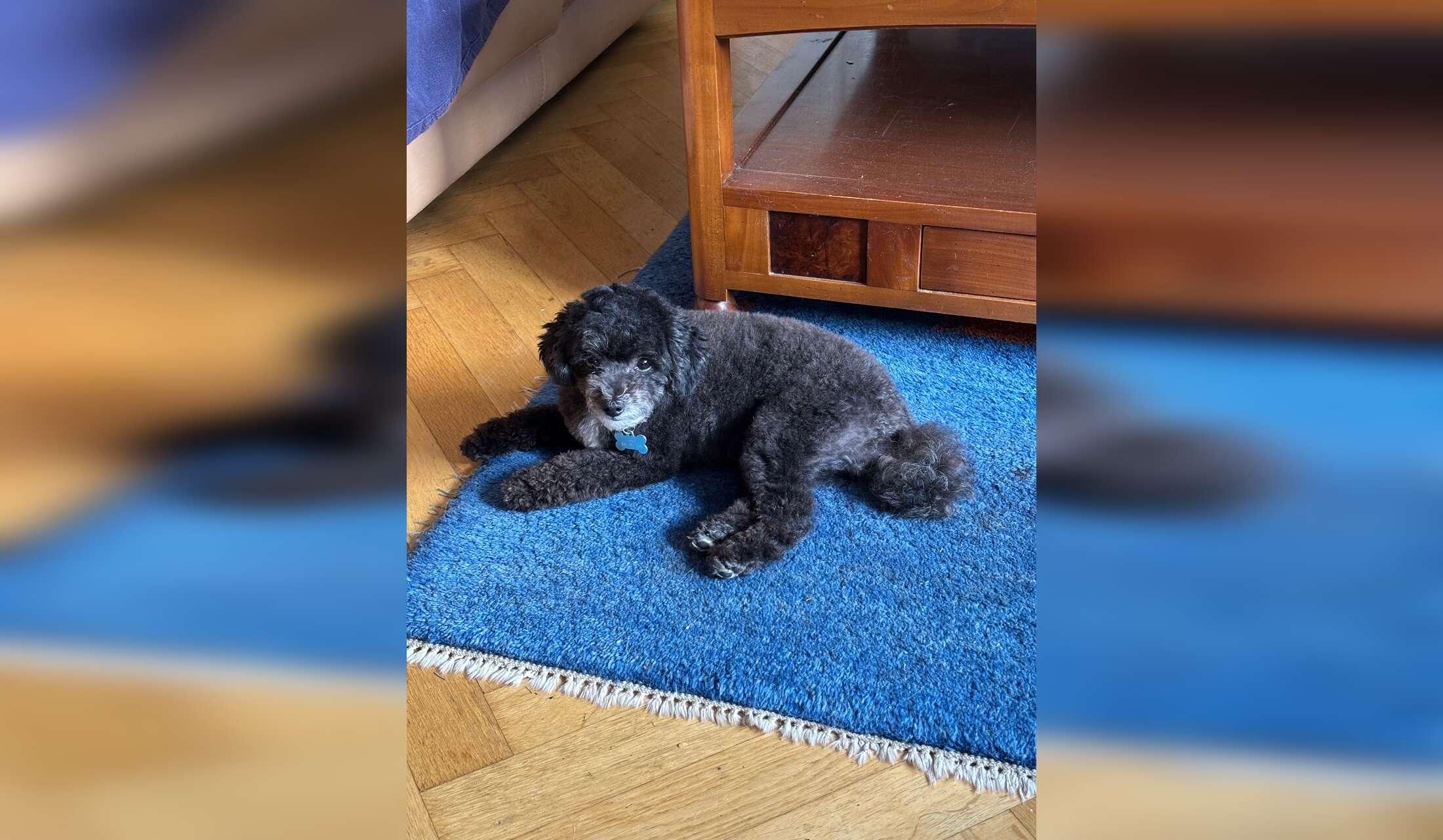 Looking for dog and house sitter in Berlin, Europe